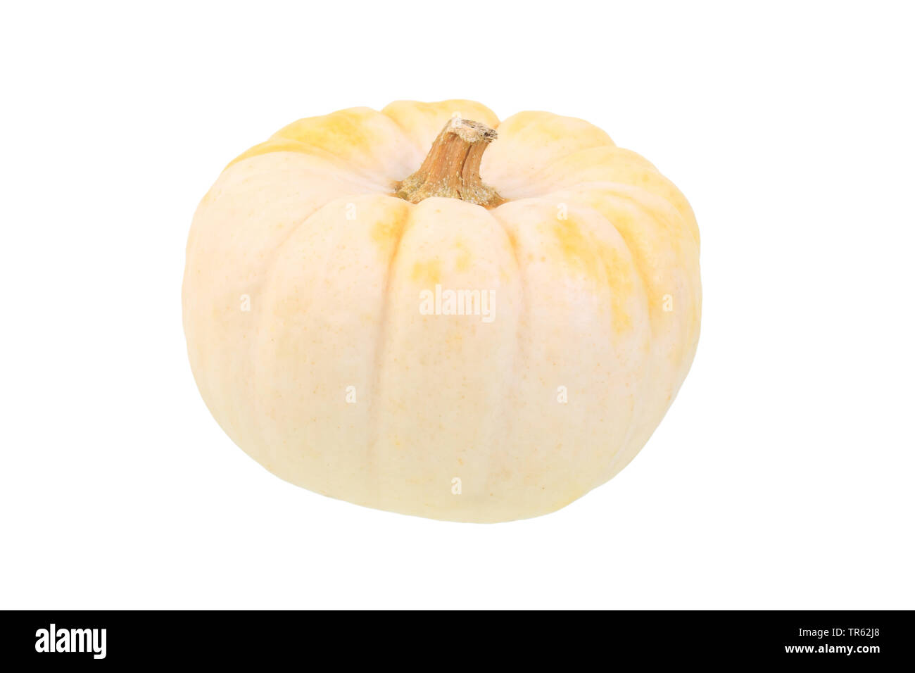 Zierpflanzen Kürbis (Cucurbita pepo convar. microcarpina), Sorte Baby Boo, Ausschnitt Stockfoto