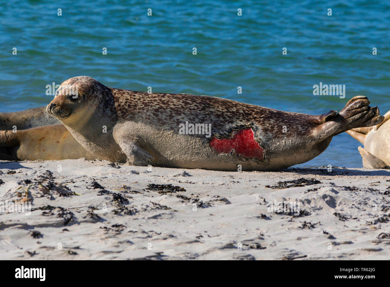 Harbour seal, Seehund (Phoca vitulina), verletzte Seehunde am Strand der Insel Helgoland, Deutschland, Schleswig-Holstein, Helgoland Stockfoto