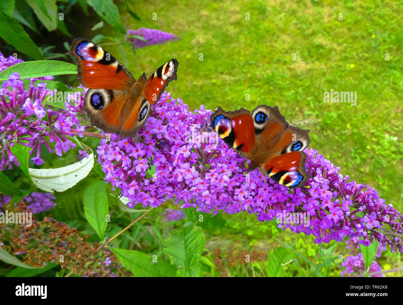 Tagpfauenauge, Europäische Peacock (Inachis io Nymphalis io Nymphalis io), Flieder, Deutschland, Niedersachsen, Ostfriesland Stockfoto