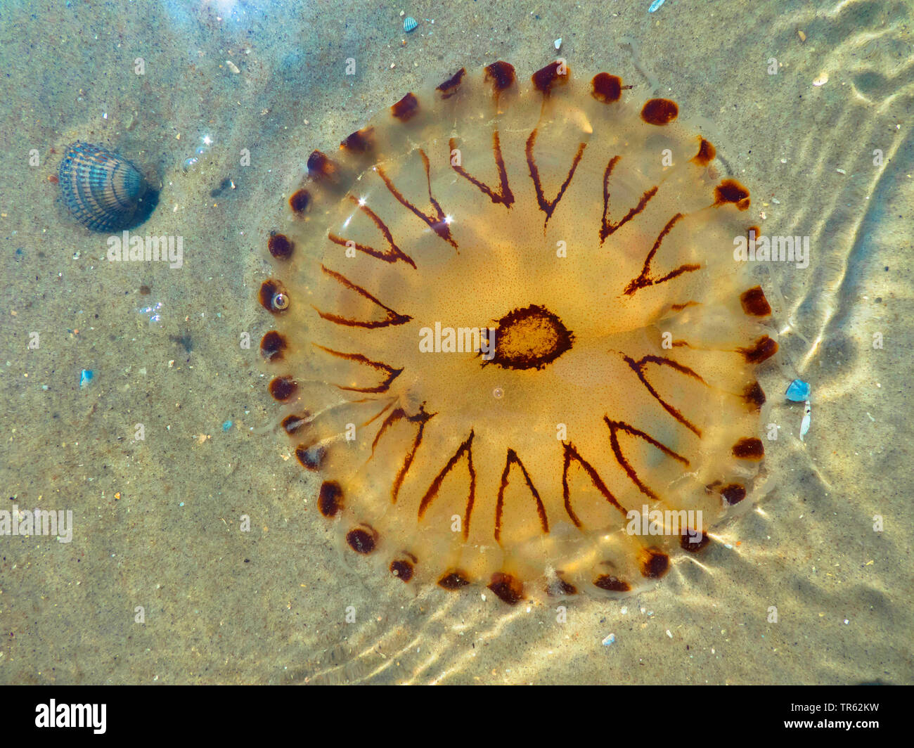 Kompass Qualle, red-banded Quallen (Chrysaora hysoscella), im seichten Wasser am Strand, Deutschland, Niedersachsen, Juist Stockfoto