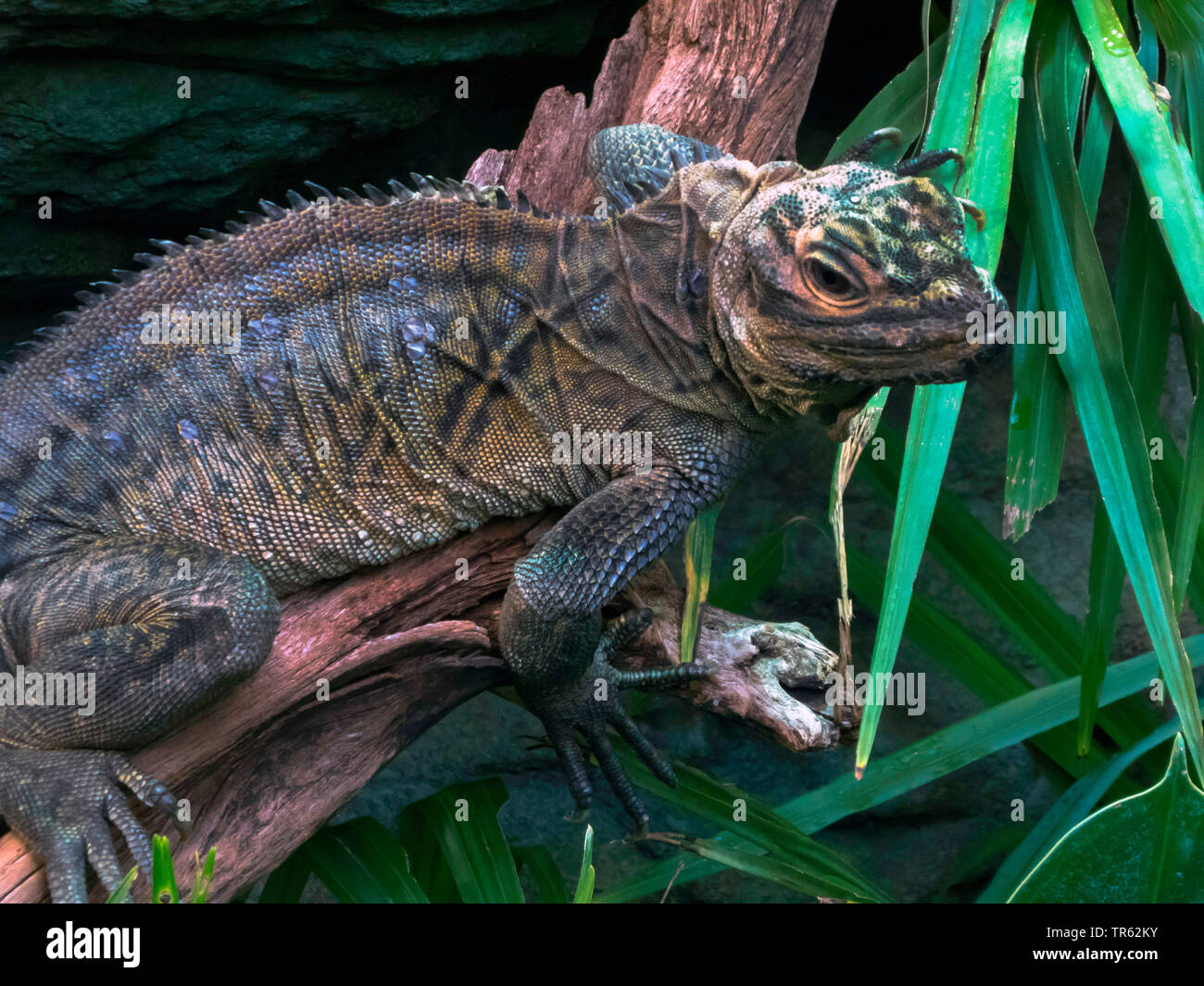 Philippinische Segel-fin Sailfin lizard, Lizard (Hydrosaurus pustulatus), sitzt auf einem Ast, Philippinen Stockfoto