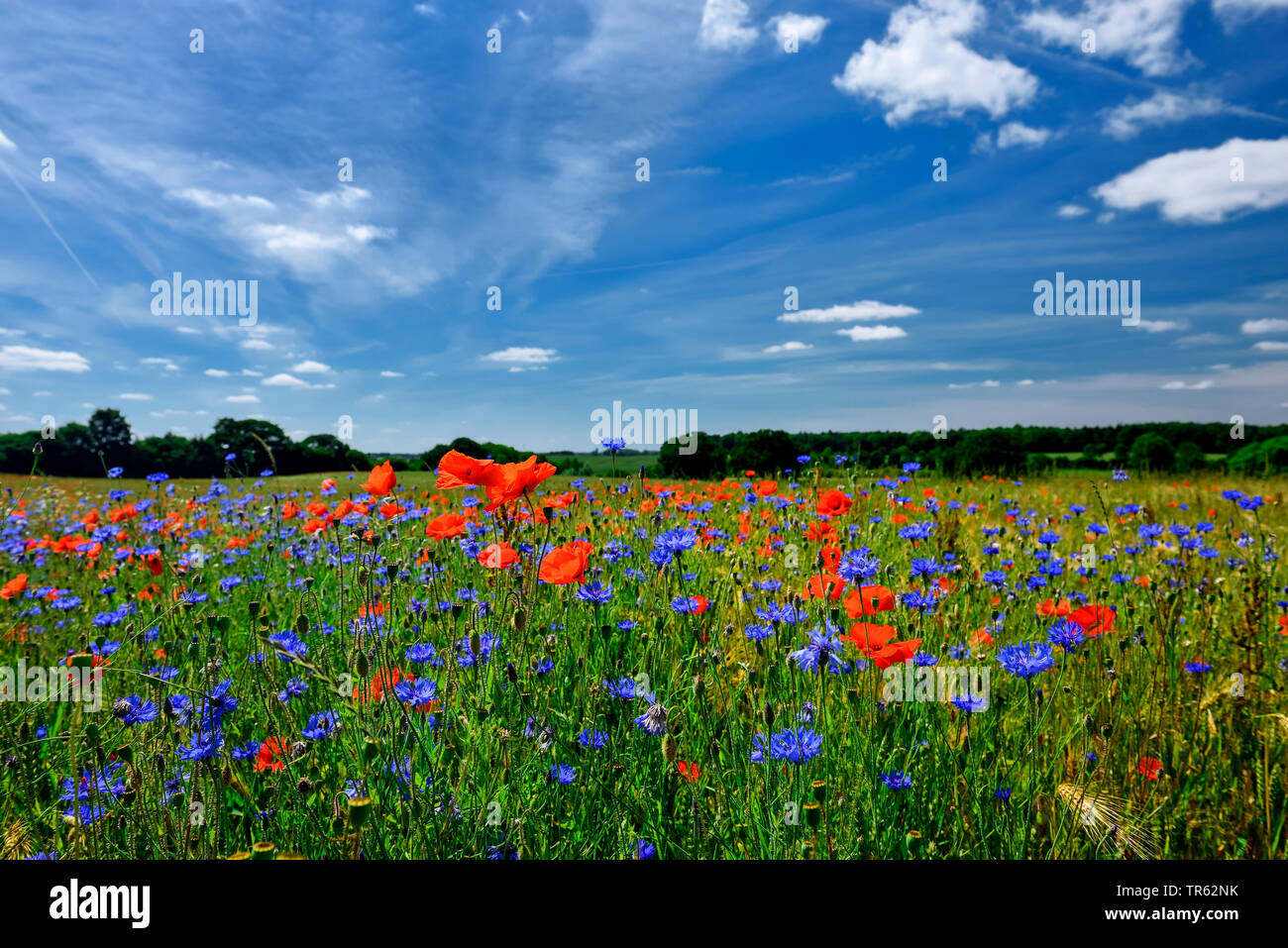 Feld Mohn Stockfotos und -bilder Kaufen - Alamy