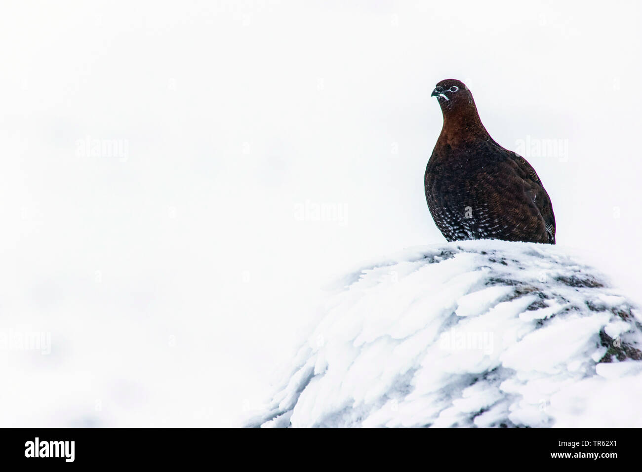 Moorschneehuhn (Lagopus lagopus scoticus), sitzen auf den gefrorenen Fels, Vereinigtes Königreich, Schottland, Avimore Stockfoto