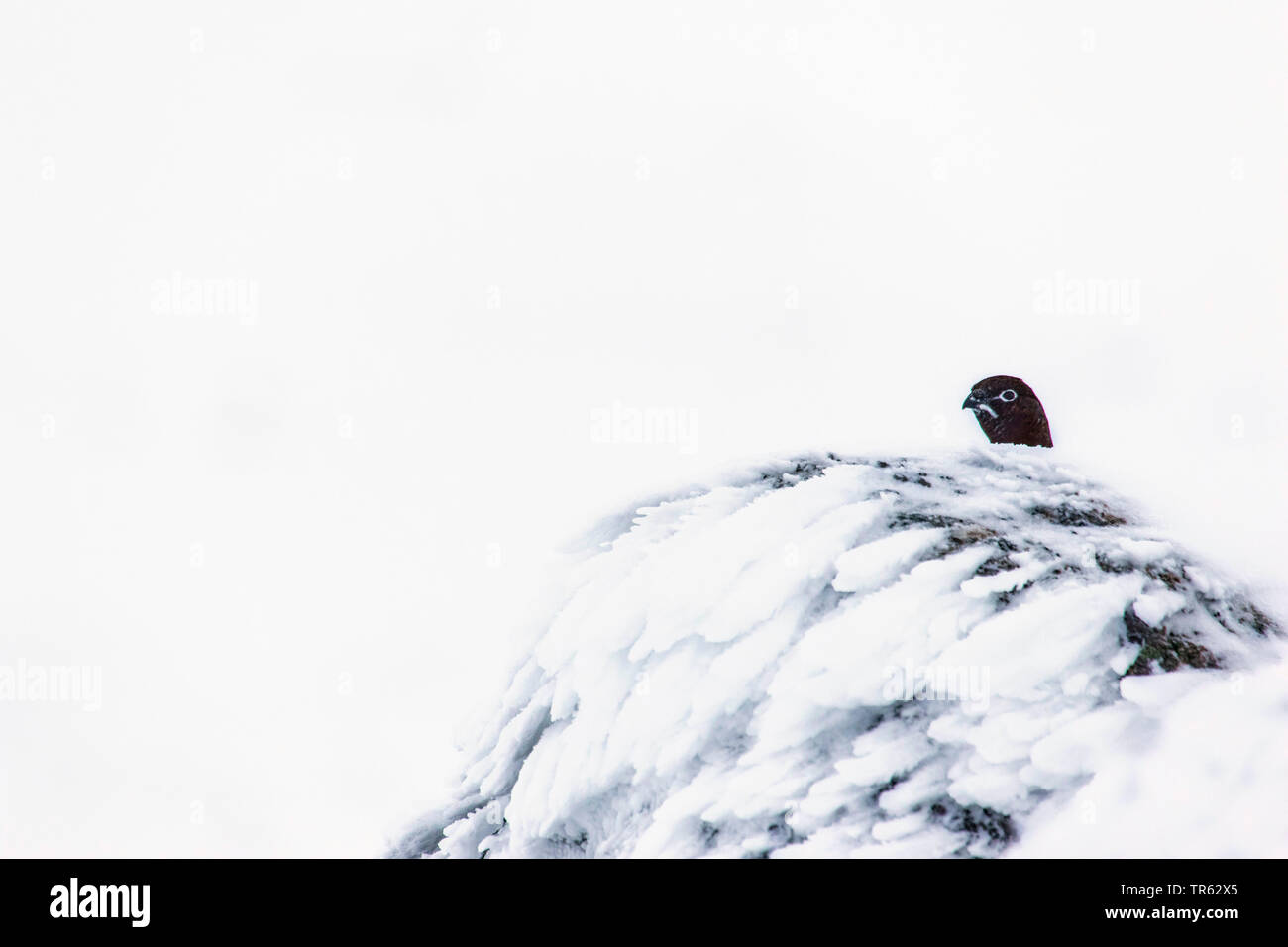 Moorschneehuhn (Lagopus lagopus scoticus), im Schnee, peering Von hinter einem gefrorenen Fels, Vereinigtes Königreich, Schottland, Avimore Stockfoto