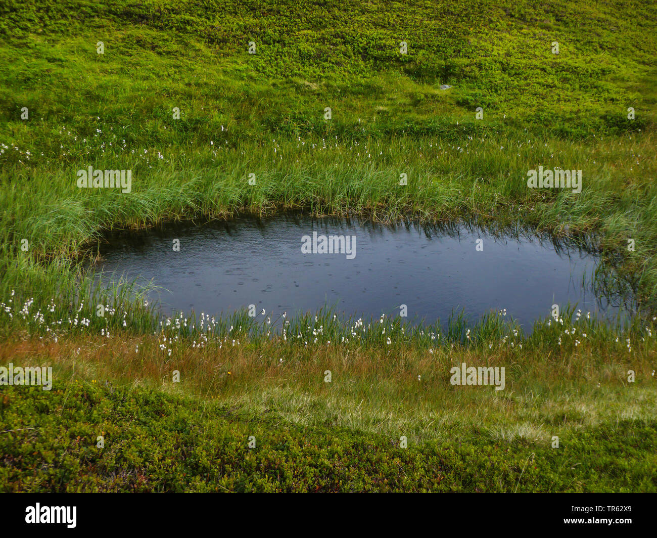 Kleiner Teich in der Tundra bei Regen, Norwegen, Finnmark, Tanahorn Stockfoto
