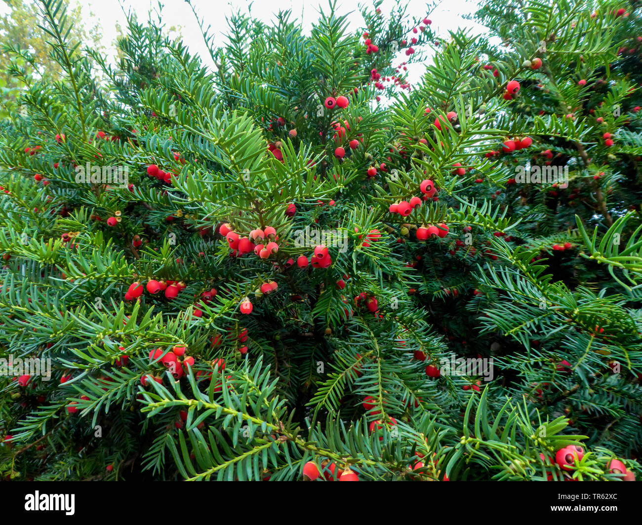 Gemeinsame Eibe, Eibe, Europäische Eibe (Taxus Whipplei), Bush mit Früchten, Deutschland Stockfoto