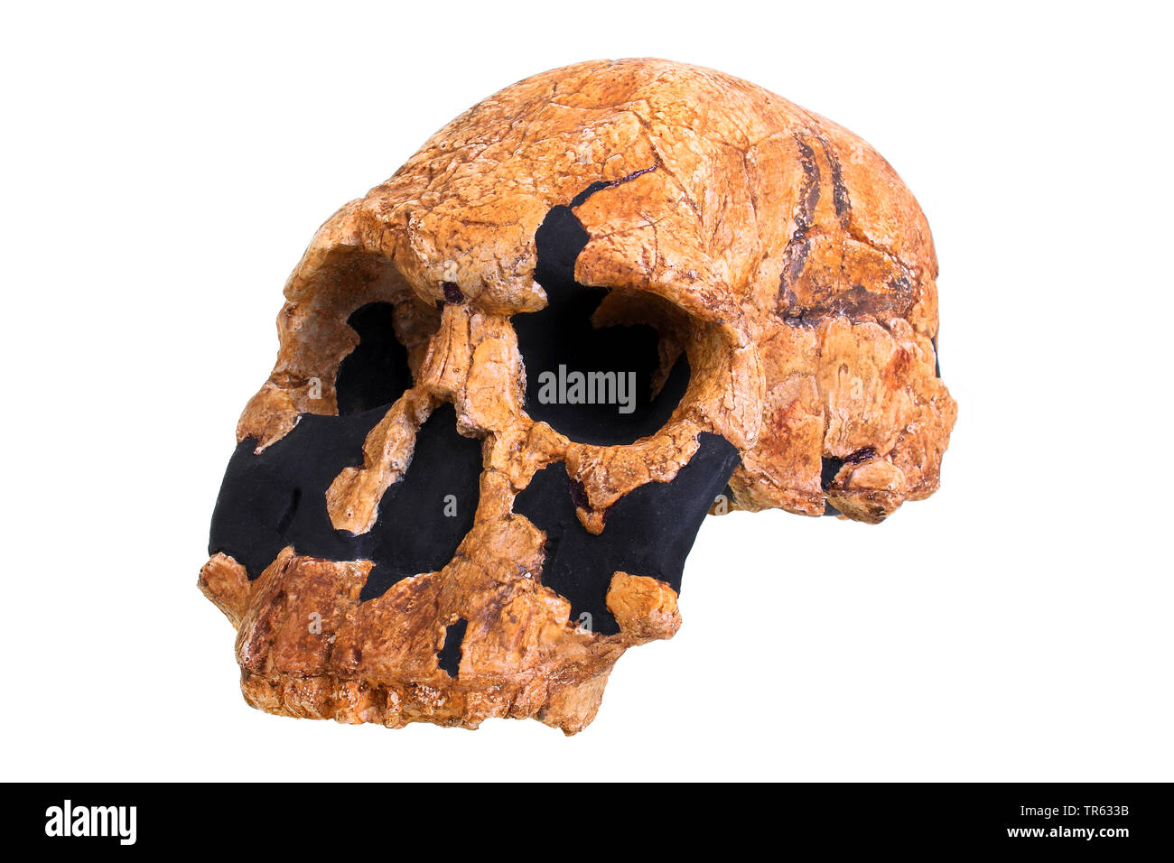 Homininen (Homo rudolfensis", Pithecanthropus rudolfensis", Australopithecus rudolfensis"), Schädel Stockfoto