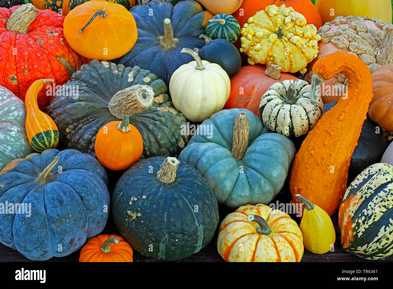 Kürbis (Cucurbita), verschiedene Kürbisse im Herbst, Deutschland Stockfoto