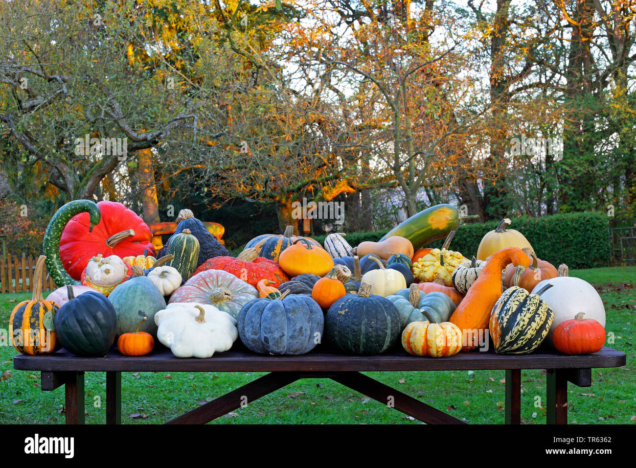 Kürbis (Cucurbita), verschiedene Kürbisse im Herbst, Deutschland Stockfoto