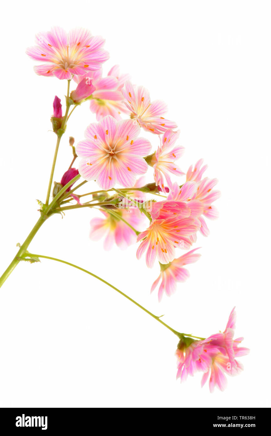 Siskiyou bitter-root (Lewisia keimblatt), Blütenstand Stockfoto