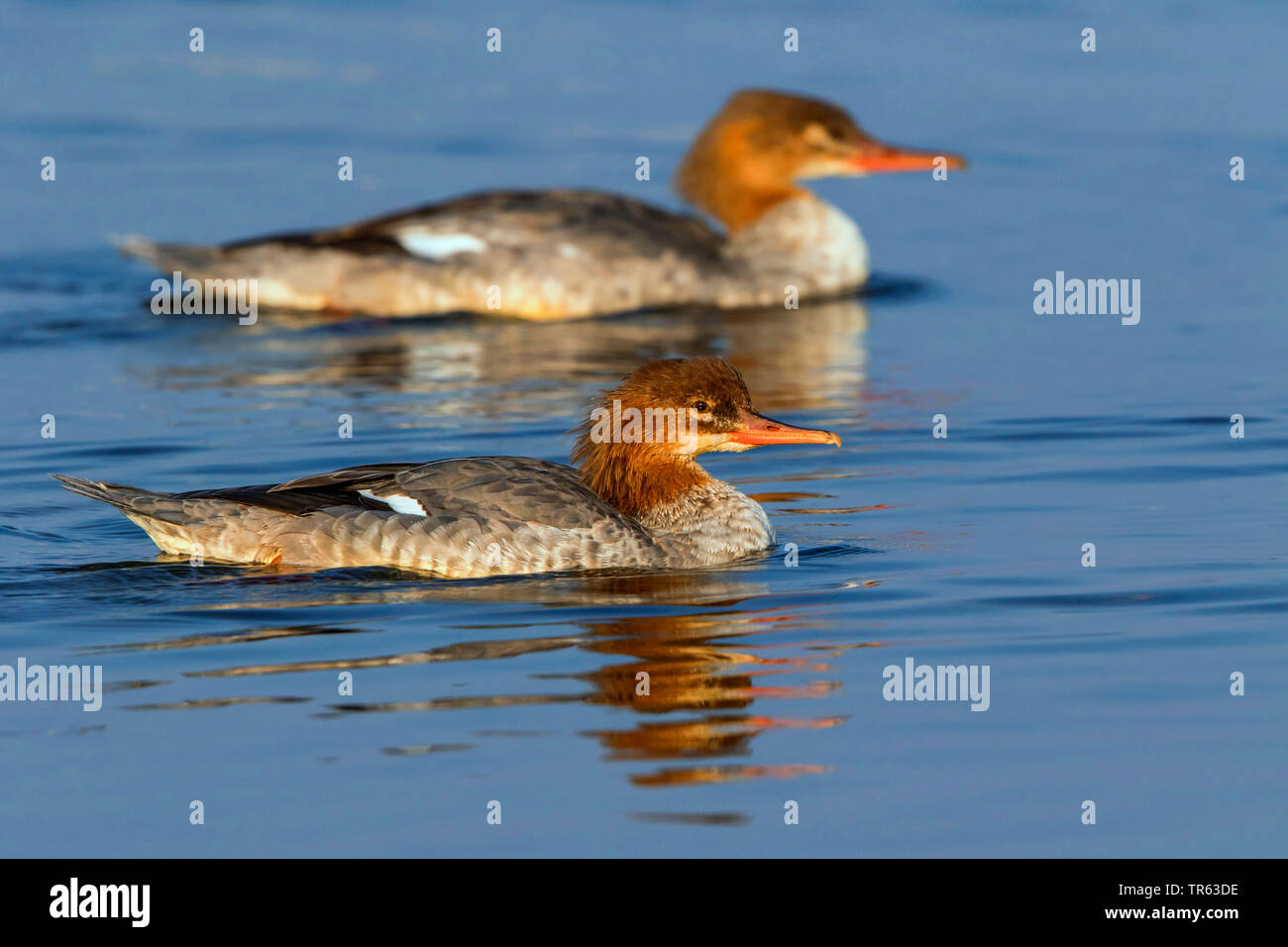 Gänsesäger (Mergus Merganser), Schwimmen Frauen, Seitenansicht, Deutschland, Mecklenburg-Vorpommern Stockfoto