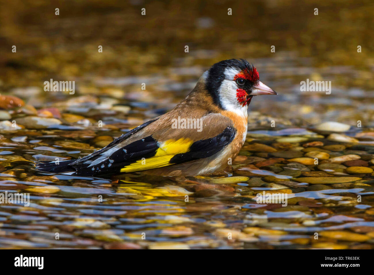 Eurasischen Stieglitz (Carduelis carduelis), Schwimmen im seichten Wasser, Seitenansicht, Deutschland, Mecklenburg-Vorpommern Stockfoto