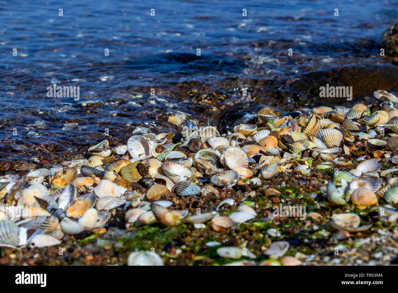 Muscheln an der Küste, Deutschland, Mecklenburg-Vorpommern, Peez Stockfoto