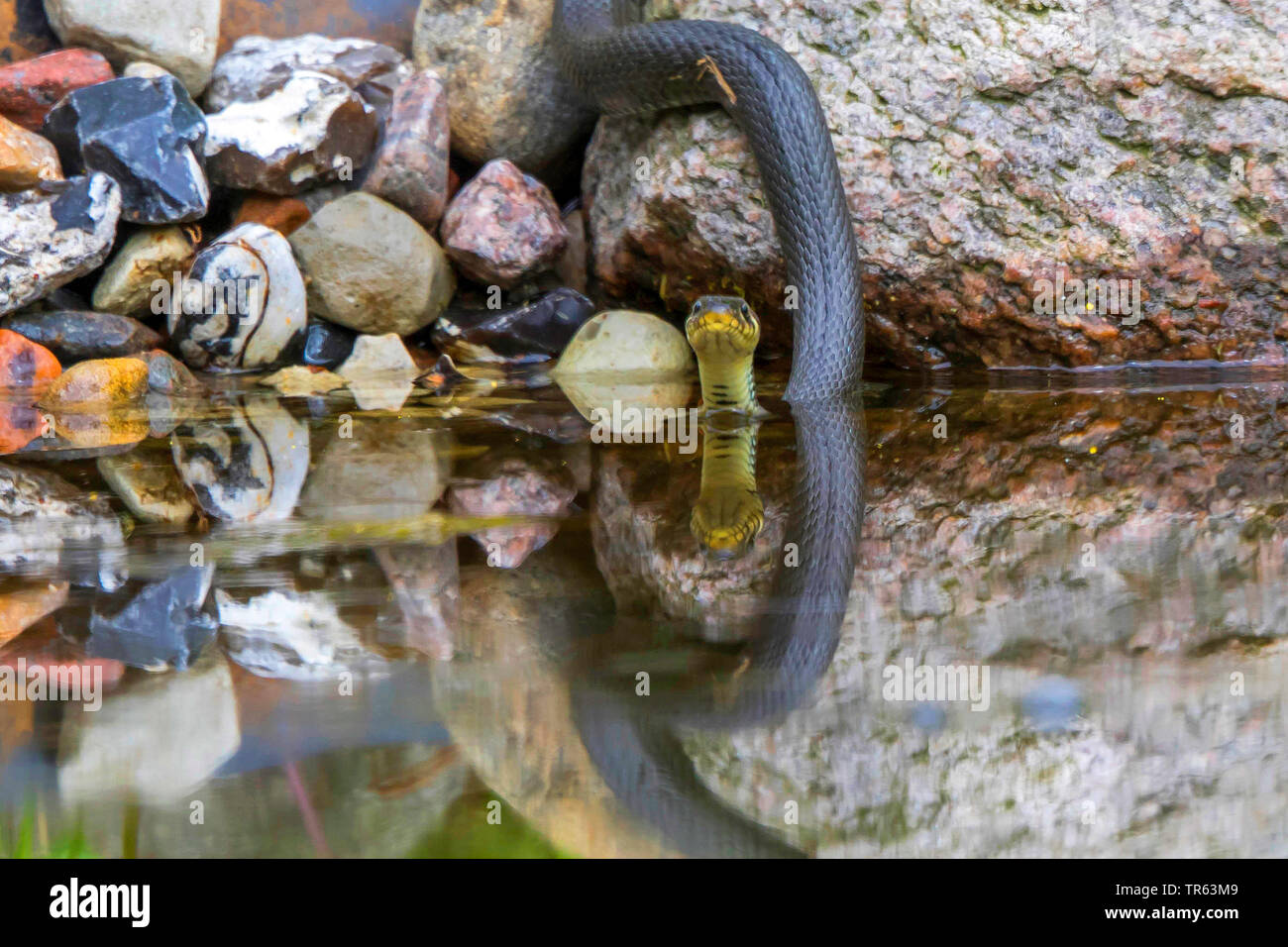 Ringelnatter (Natrix natrix), Gleiten im Wasser, Vorderansicht, Deutschland, Mecklenburg-Vorpommern Stockfoto