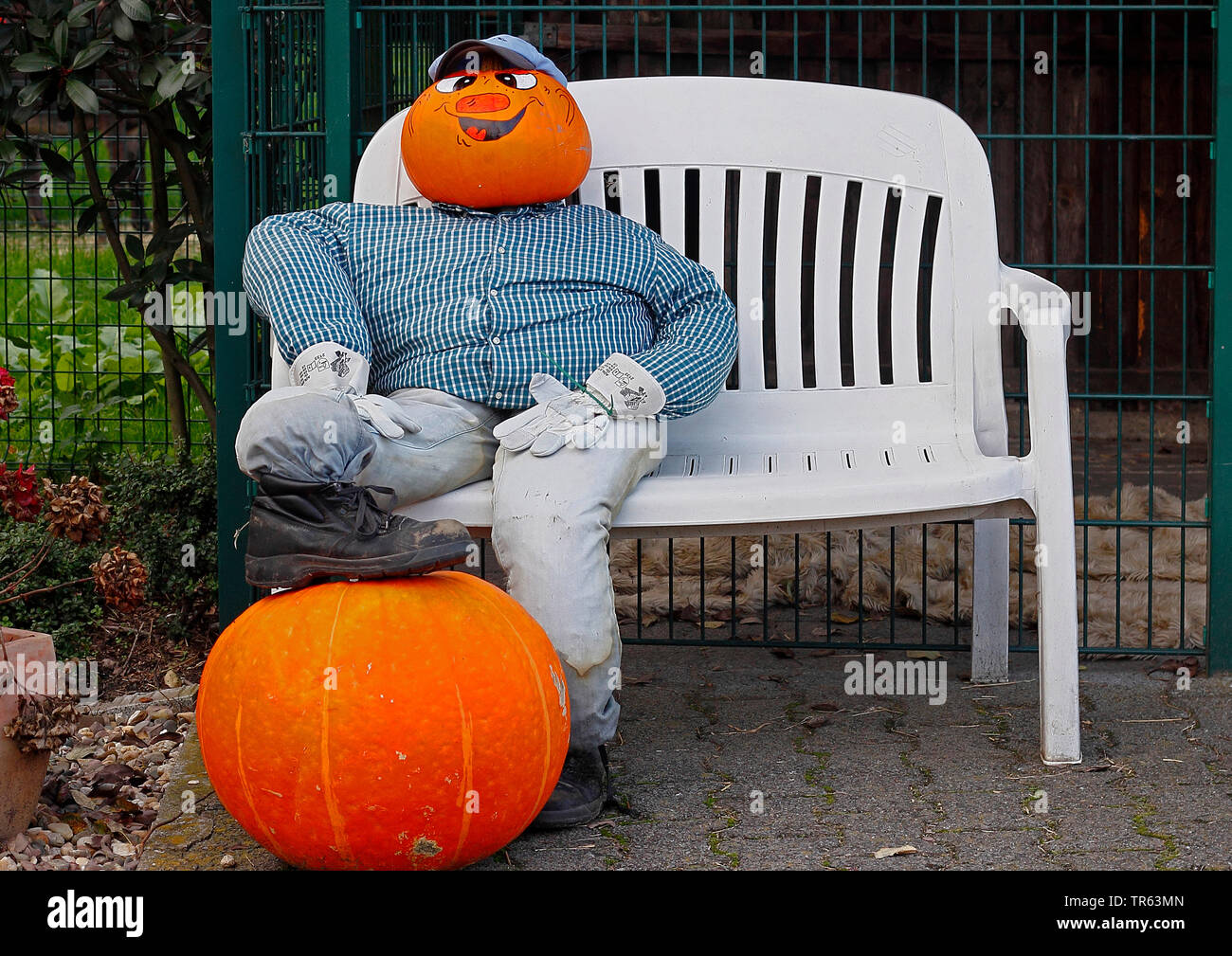 Knochenmark, Feld Kürbis (Cucurbita pepo), bemalte Fläche auf einem Kürbis, Kürbis Mann auf einer Bank sitzen Stockfoto