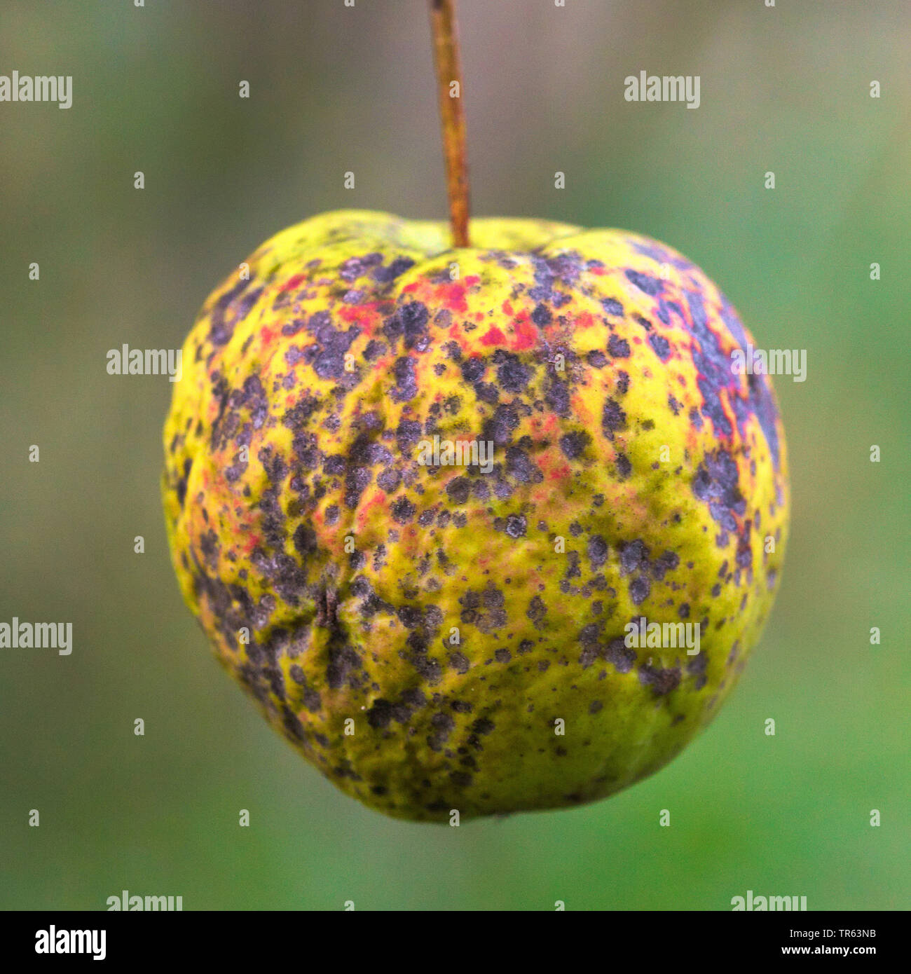 Apfelbaum (Malus Domestica), Apfel der Sorte Golden Delicious mit Apple scab Krankheit, Venturia inaequalis, Deutschland, Nordrhein-Westfalen Stockfoto