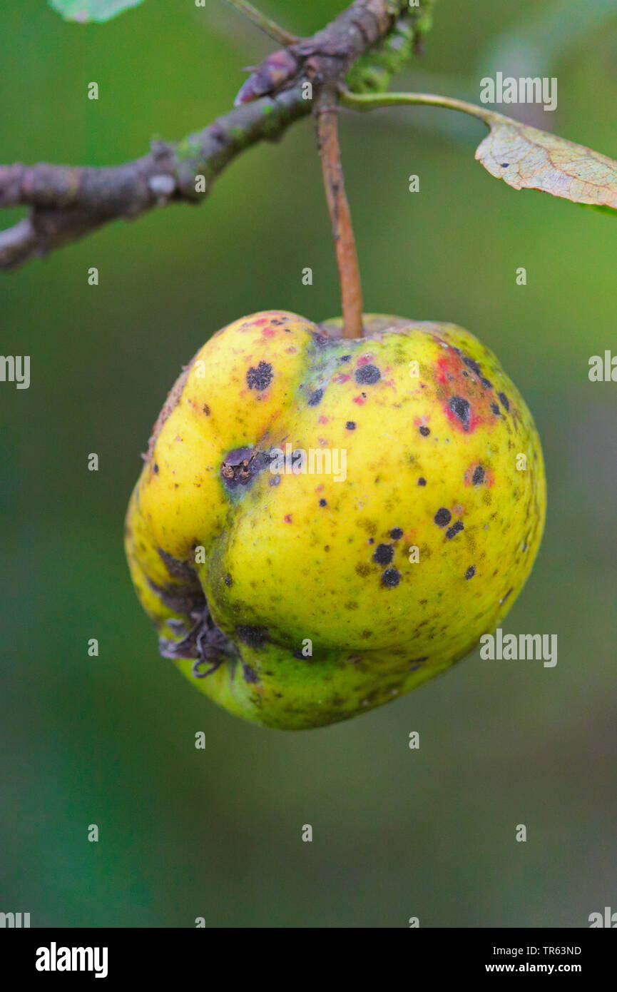 Apfelbaum (Malus Domestica), Apfel der Sorte Golden Delicious mit Apple scab Krankheit, Venturia inaequalis, Deutschland, Nordrhein-Westfalen Stockfoto