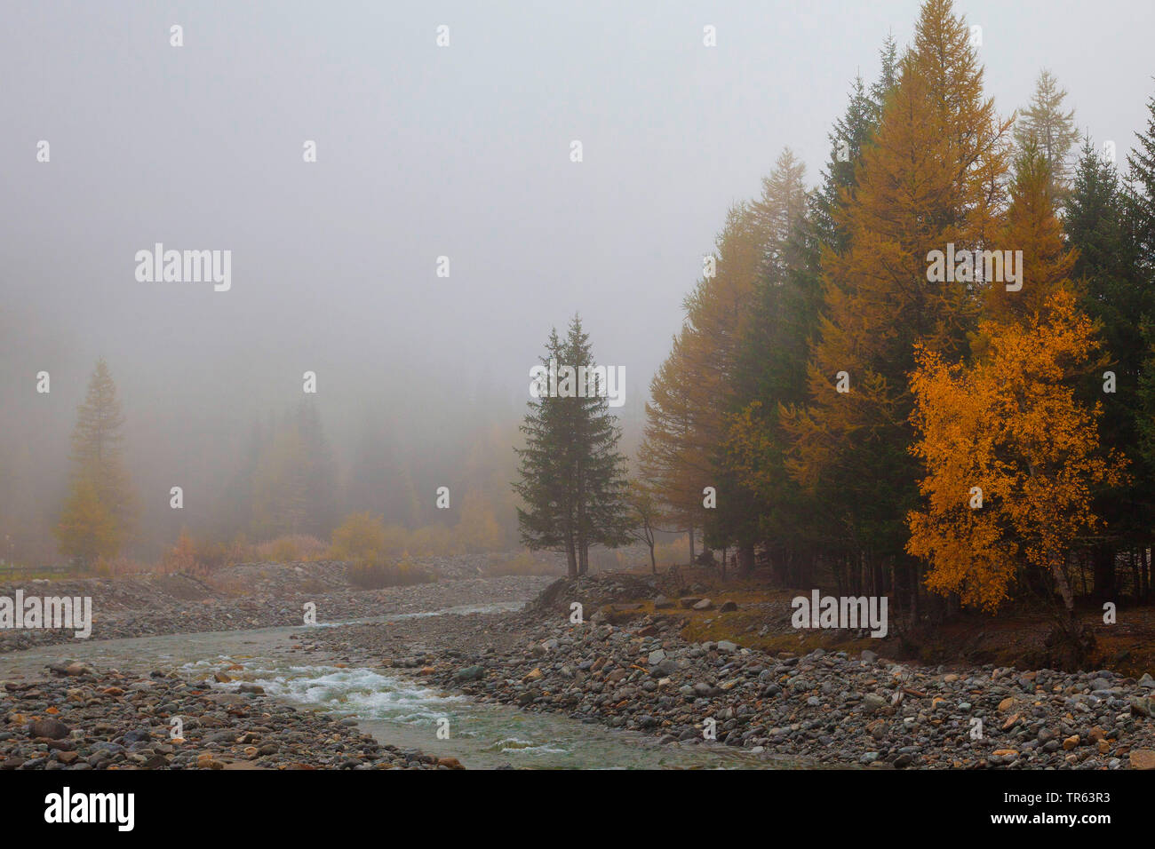 Fluss im Tal des Valnontey, herbstfärbung der Bäume, Italien, Aostatal, Nationalpark Gran Paradiso Stockfoto