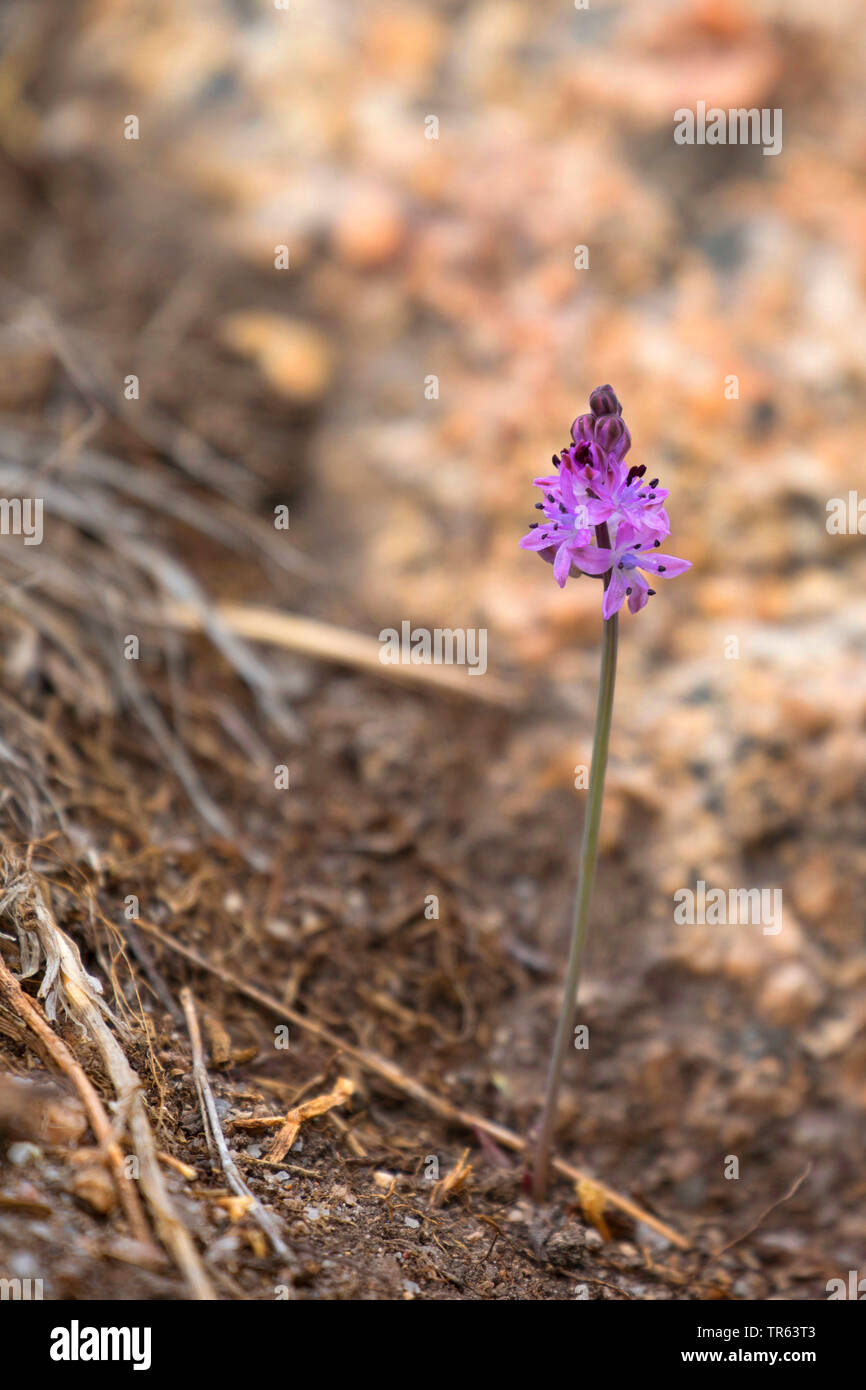 Herbst Blausterne (Scilla autumnalis, Prospero Autumnale), blühende, Griechenland Stockfoto