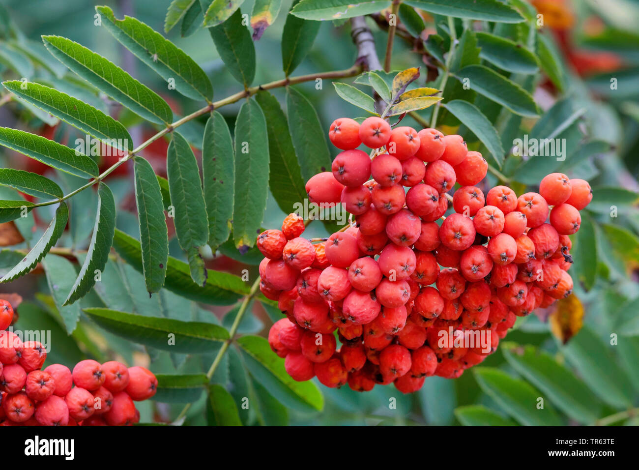 Esche Ast Esche ast -Fotos und -Bildmaterial in hoher Auflösung – Alamy