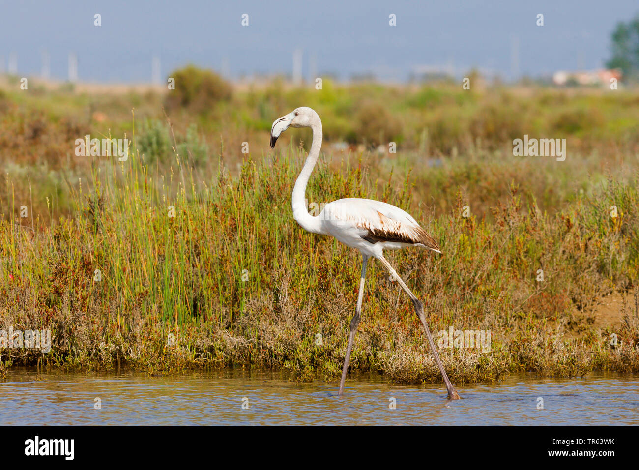 Mehr Flamingo (Phoenicopterus roseus, Phoenicopterus ruber Roseus), jungen Vogel wandern durch seichtes Wasser, Spanien, Katalonia Stockfoto