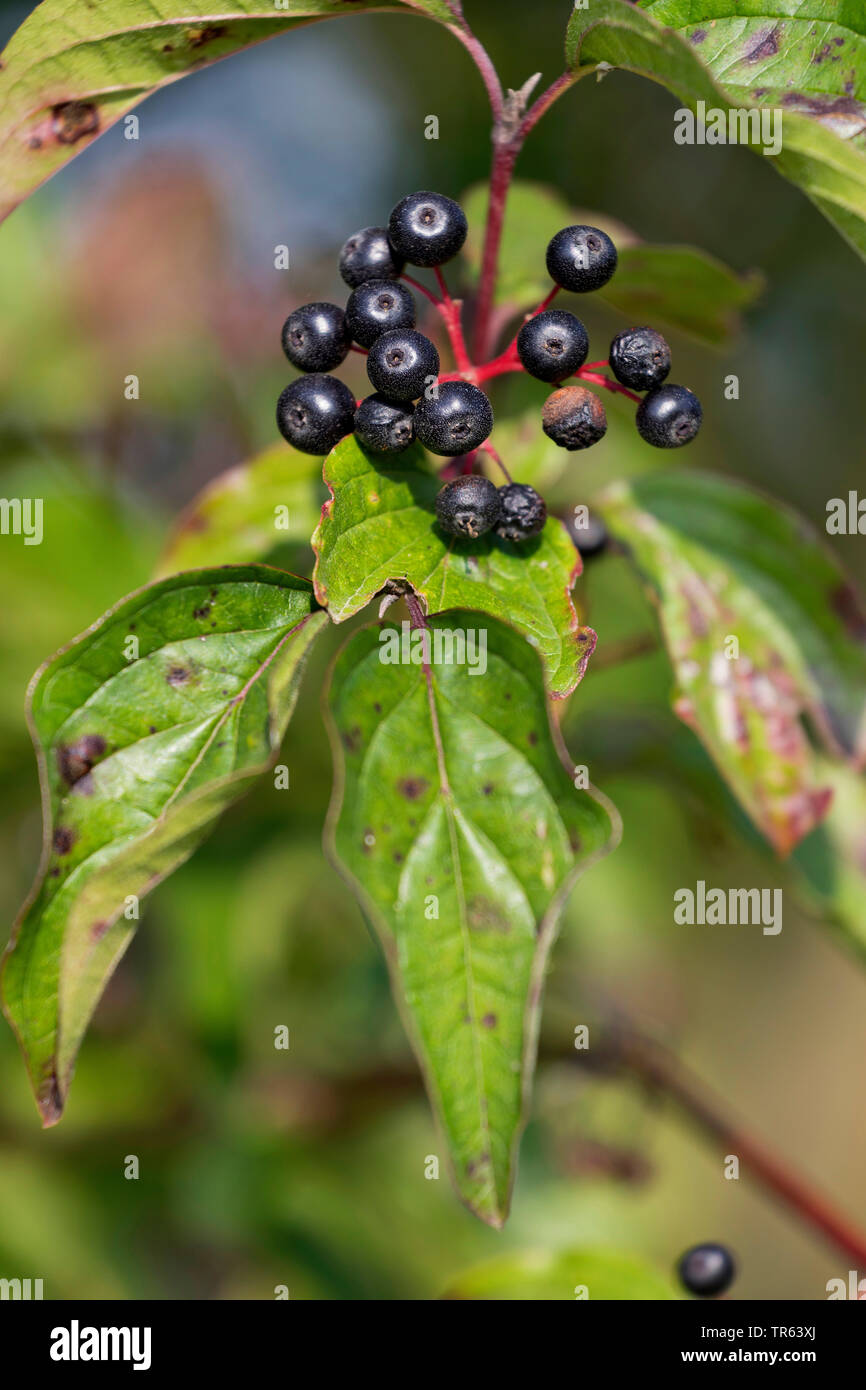 Hartriegel, Dogberry (Cornus sanguineaund), Fruchtstand, Deutschland, Bayern Stockfoto