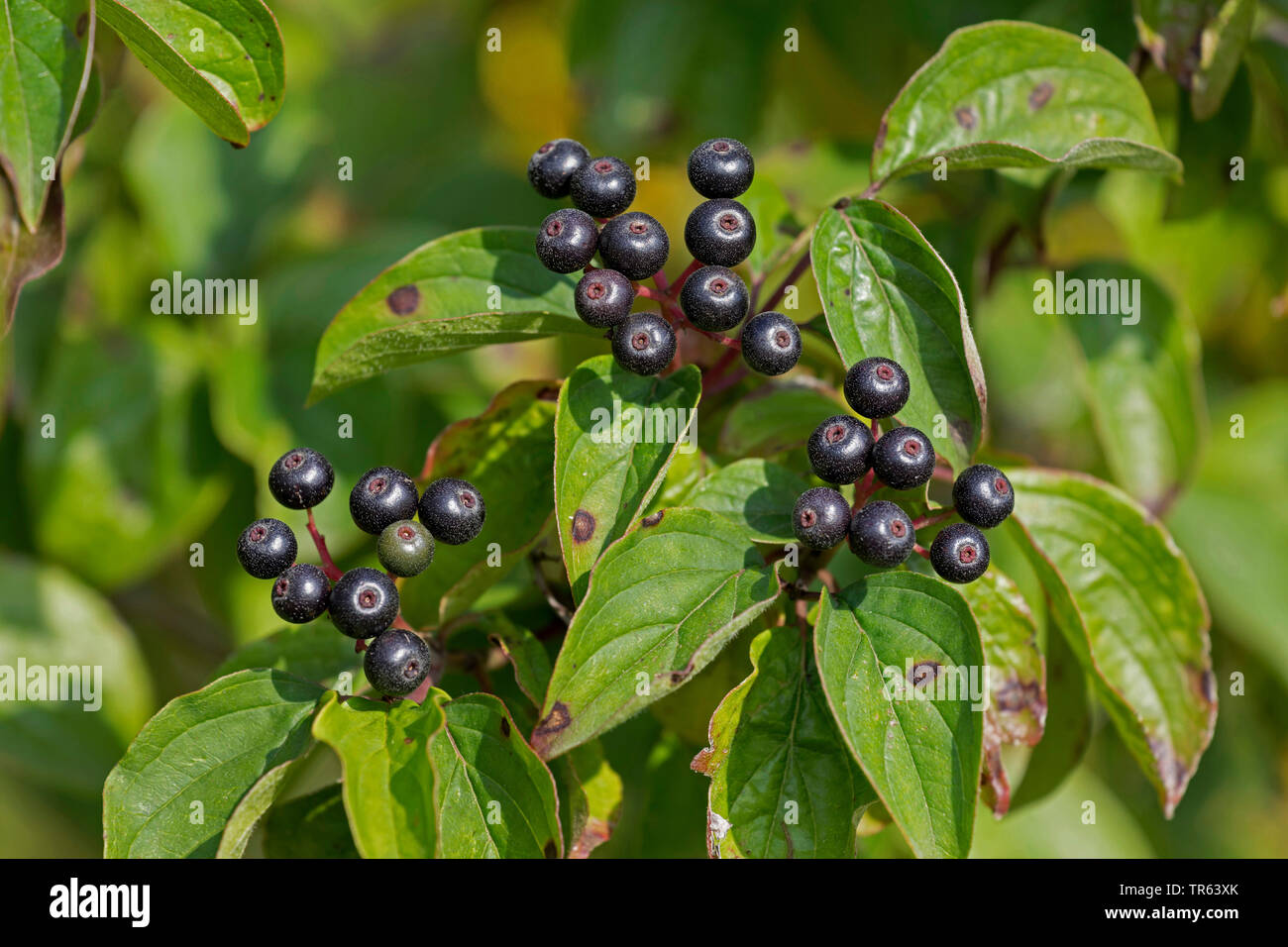 Hartriegel, Dogberry (Cornus sanguineaund), Fruchtstand, Deutschland, Bayern Stockfoto