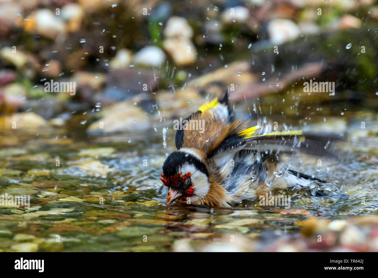 Eurasischen Stieglitz (Carduelis carduelis), Schwimmen im seichten Wasser, Deutschland, Mecklenburg-Vorpommern Stockfoto