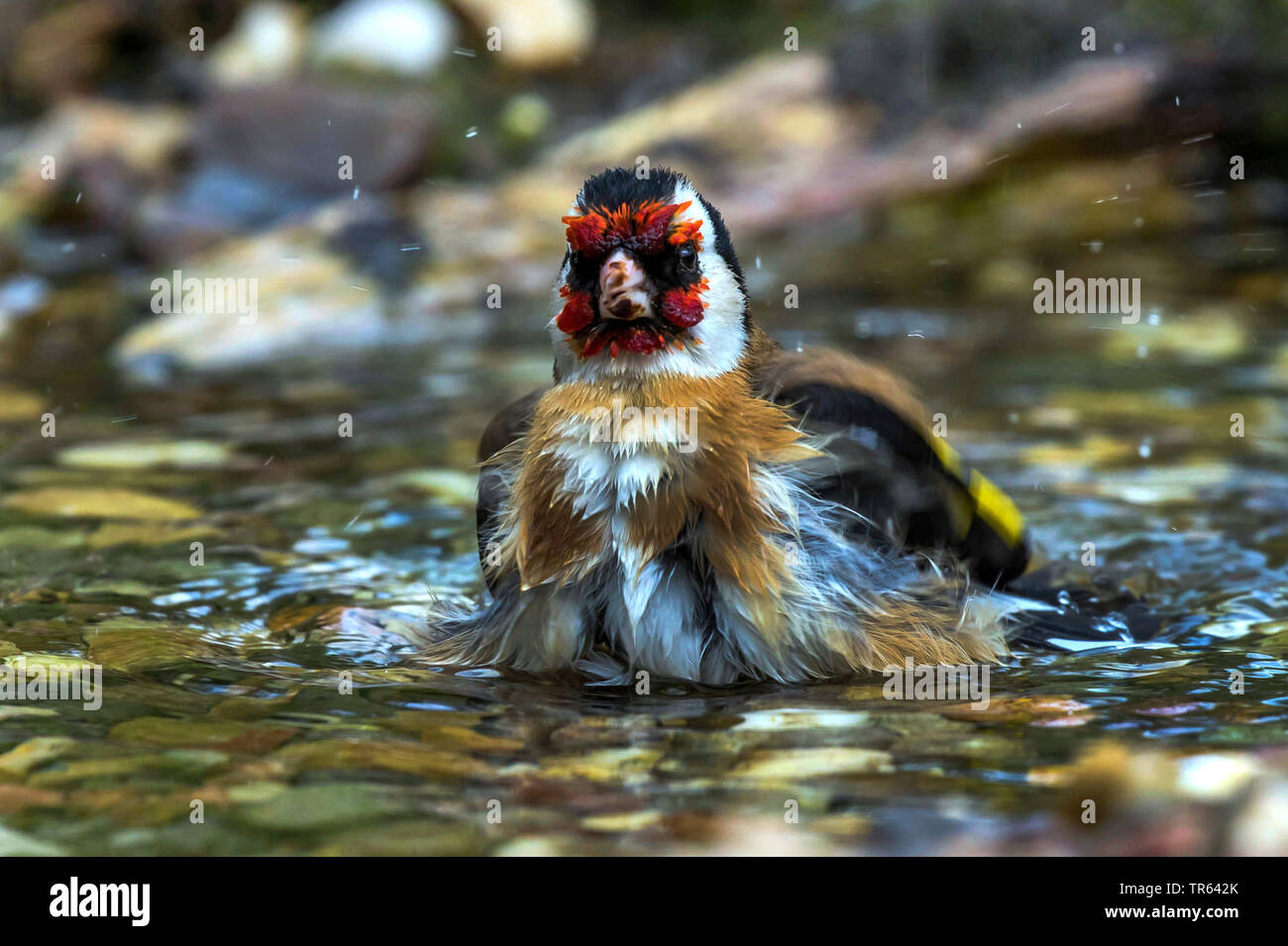 Eurasischen Stieglitz (Carduelis carduelis), Schwimmen im seichten Wasser, Vorderansicht, Deutschland, Mecklenburg-Vorpommern Stockfoto