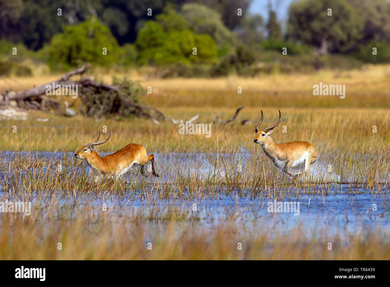 Litschi (Kobus leche), Wandern über Wasser, Botswana, Okawango Delta Stockfoto