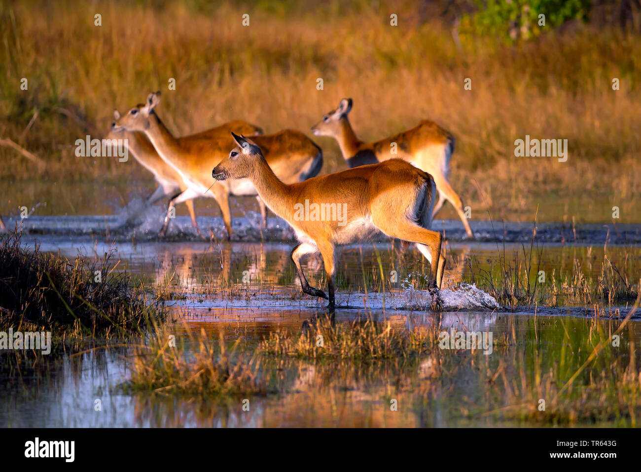 Litschi (Kobus leche), Wandern über Wasser, Botswana, Okawango Delta Stockfoto