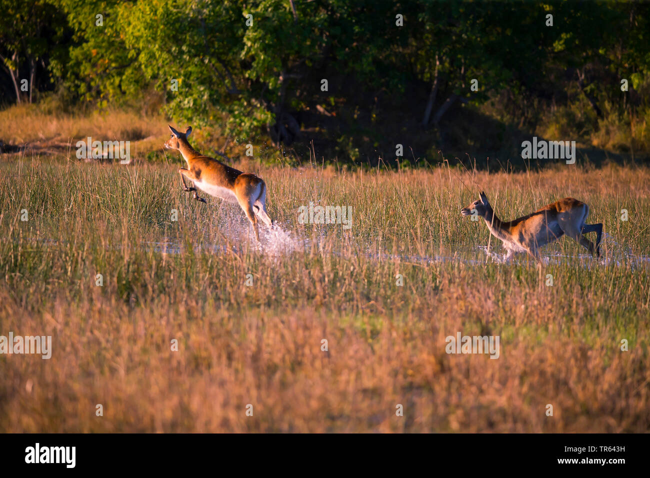 Litschi (Kobus leche), Wandern über Wasser, Botswana, Okawango Delta Stockfoto