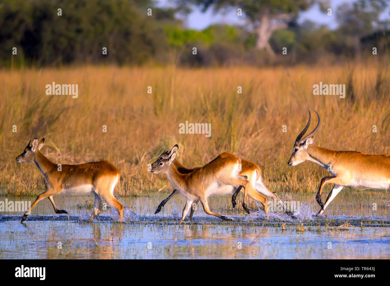 Litschi (Kobus leche), Wandern über Wasser, Botswana, Okawango Delta Stockfoto