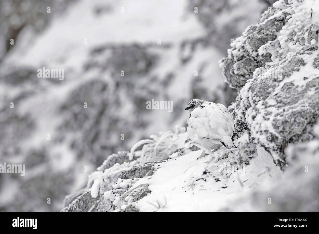 Rock Ptarmigan, Schnee Huhn (Lagopus mutus), gut caouflaged an einem Verschneiten rockwall Stockfoto