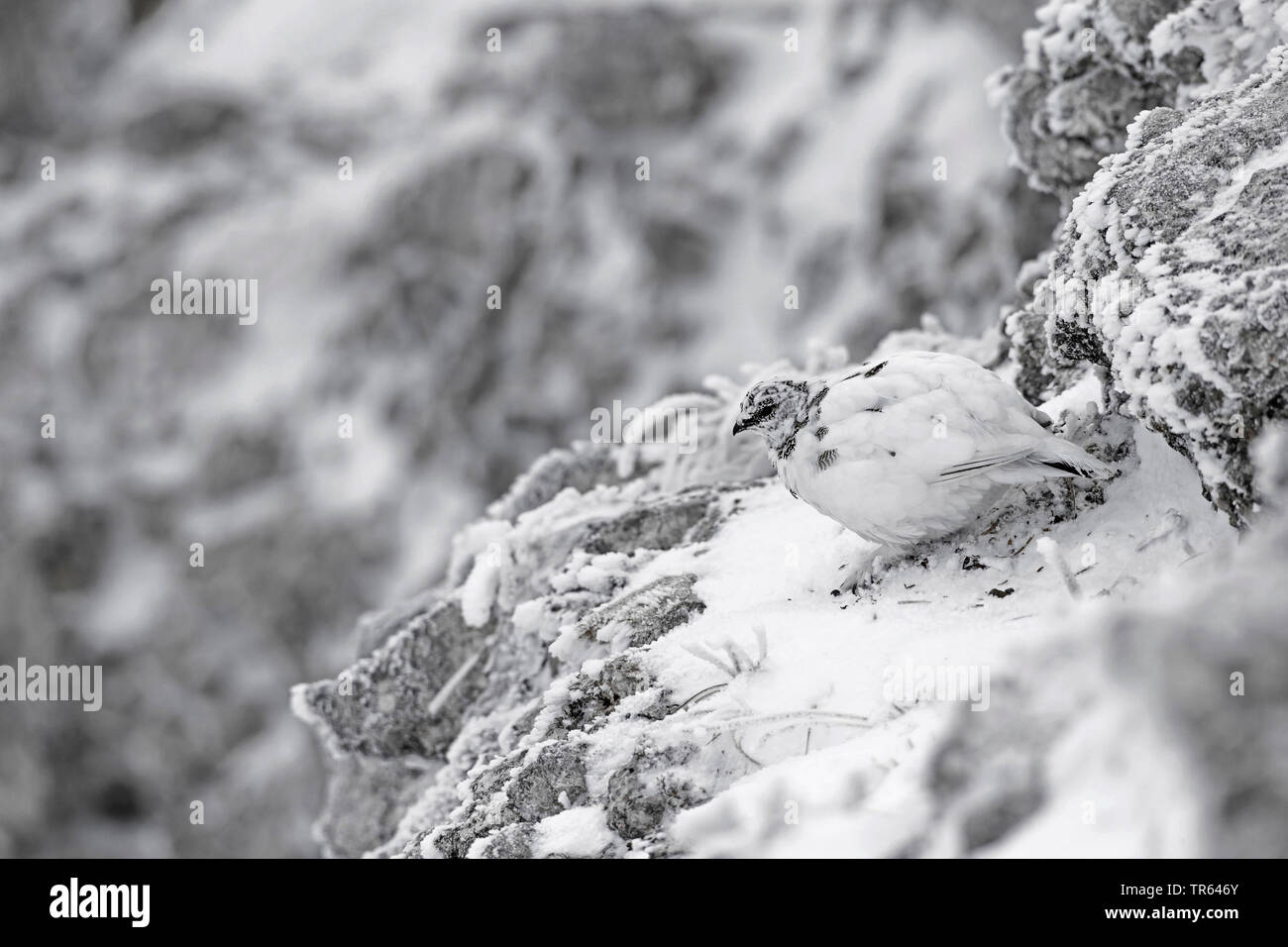 Rock Ptarmigan, Schnee Huhn (Lagopus mutus), gut caouflaged an einem Verschneiten rockwall Stockfoto