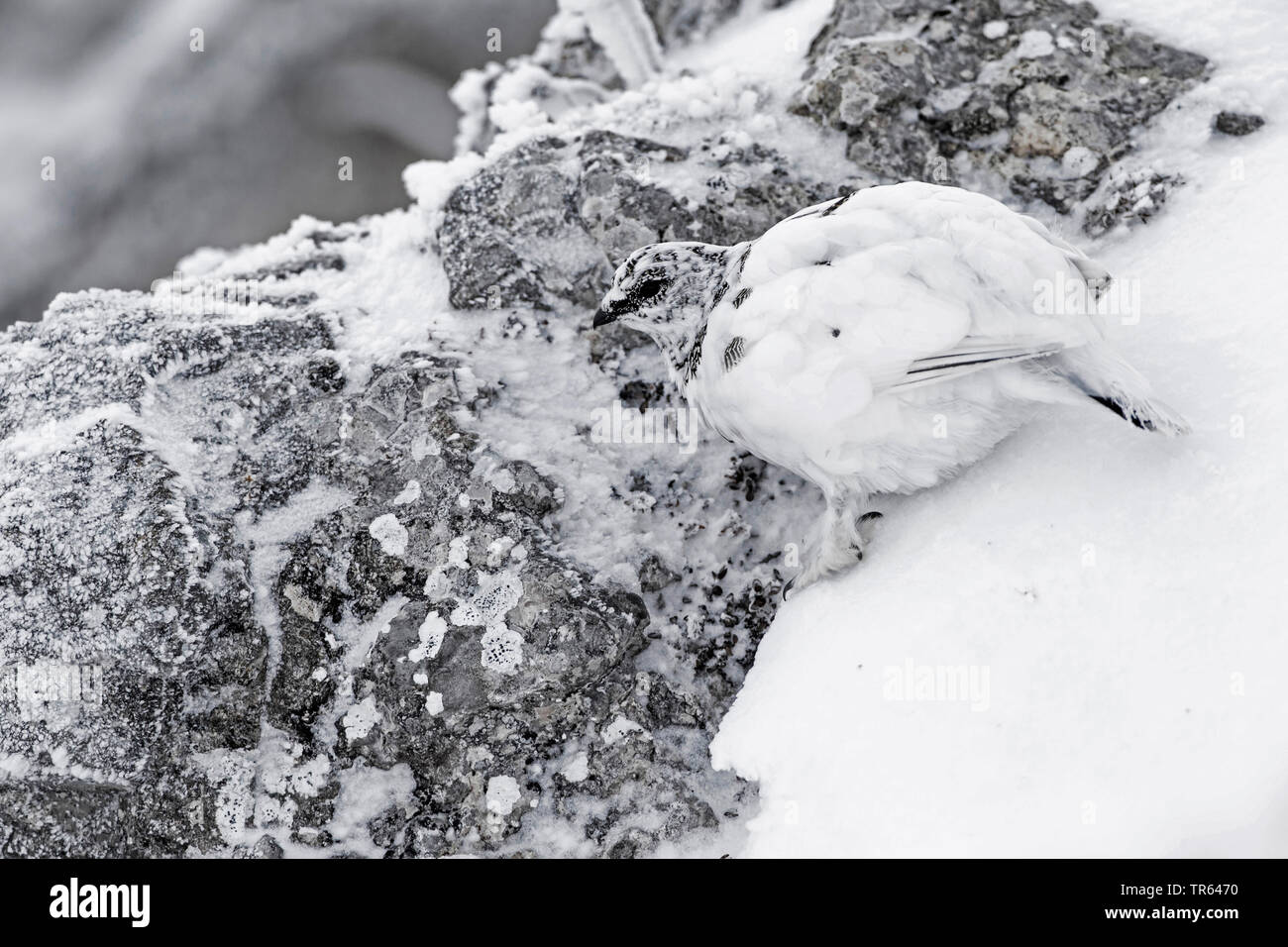 Rock Ptarmigan, Schnee Huhn (Lagopus mutus), gut caouflaged an einem Verschneiten rockwall Stockfoto