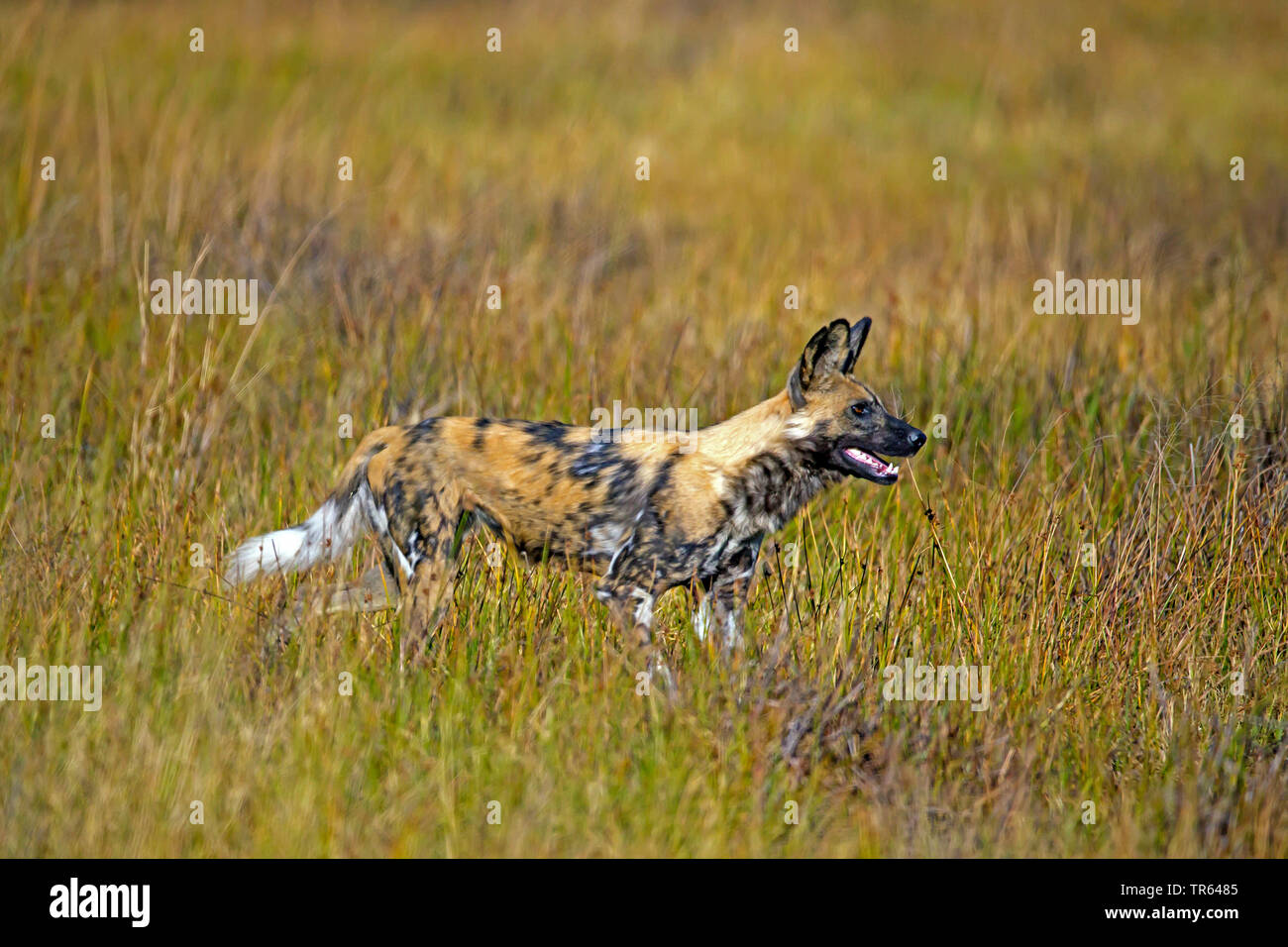 Afrikanischer Wildhund, Afrikanische Jagd Hund, Kap Jagdhund, lackiert Hund, Wolf, Malte Malte Jagdhund, Spotted Dog, verzierte Wolf (Lycaon pictus), stehend in der Savanne, keuchend, Botswana Stockfoto