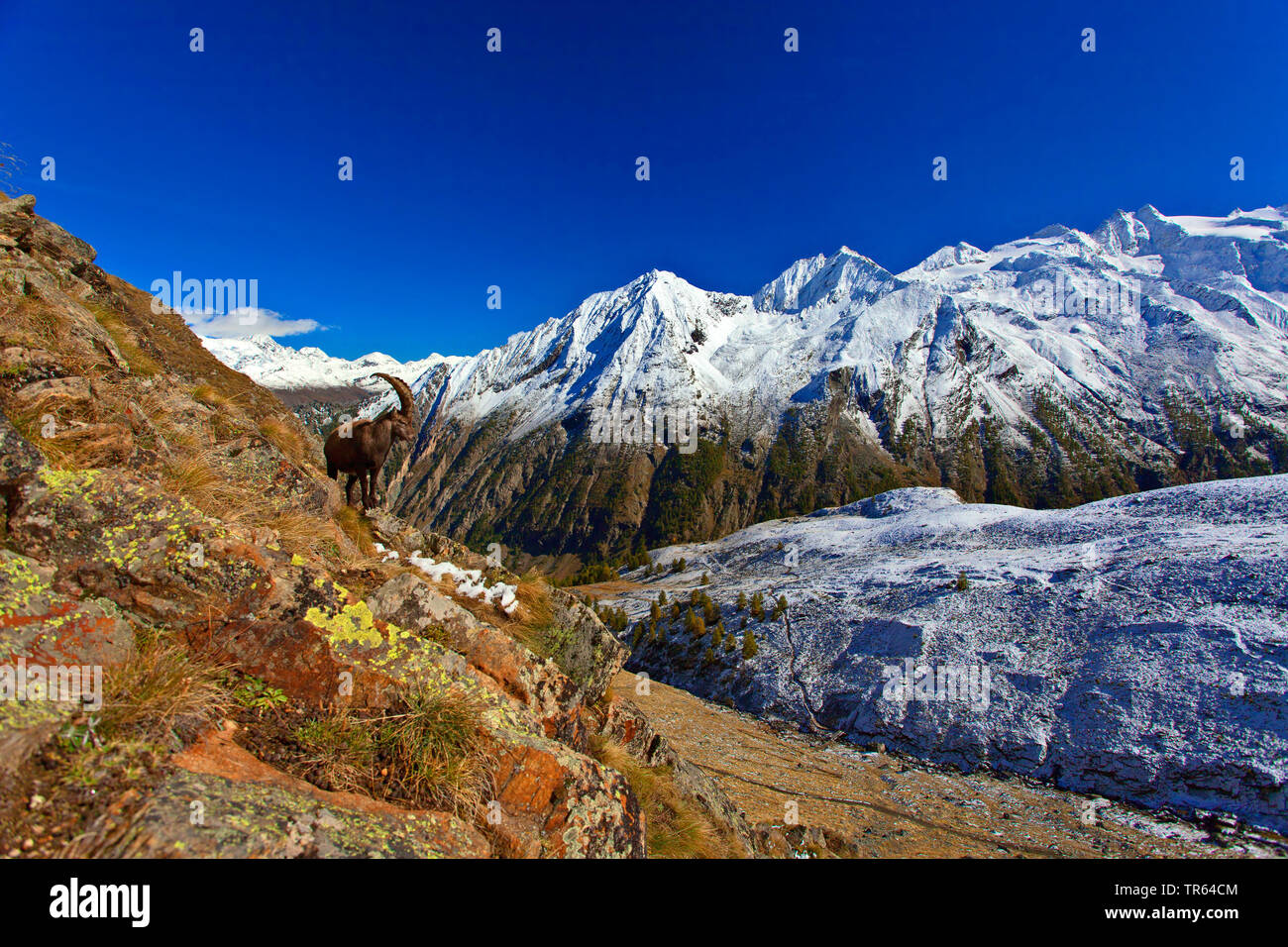 Alpensteinbock (Capra ibex, Capra ibex Ibex), Buck steht auf einem Felsen, schneebedeckte Bergkulisse im Hintergrund, Italien, Aostatal, Nationalpark Gran Paradiso Stockfoto