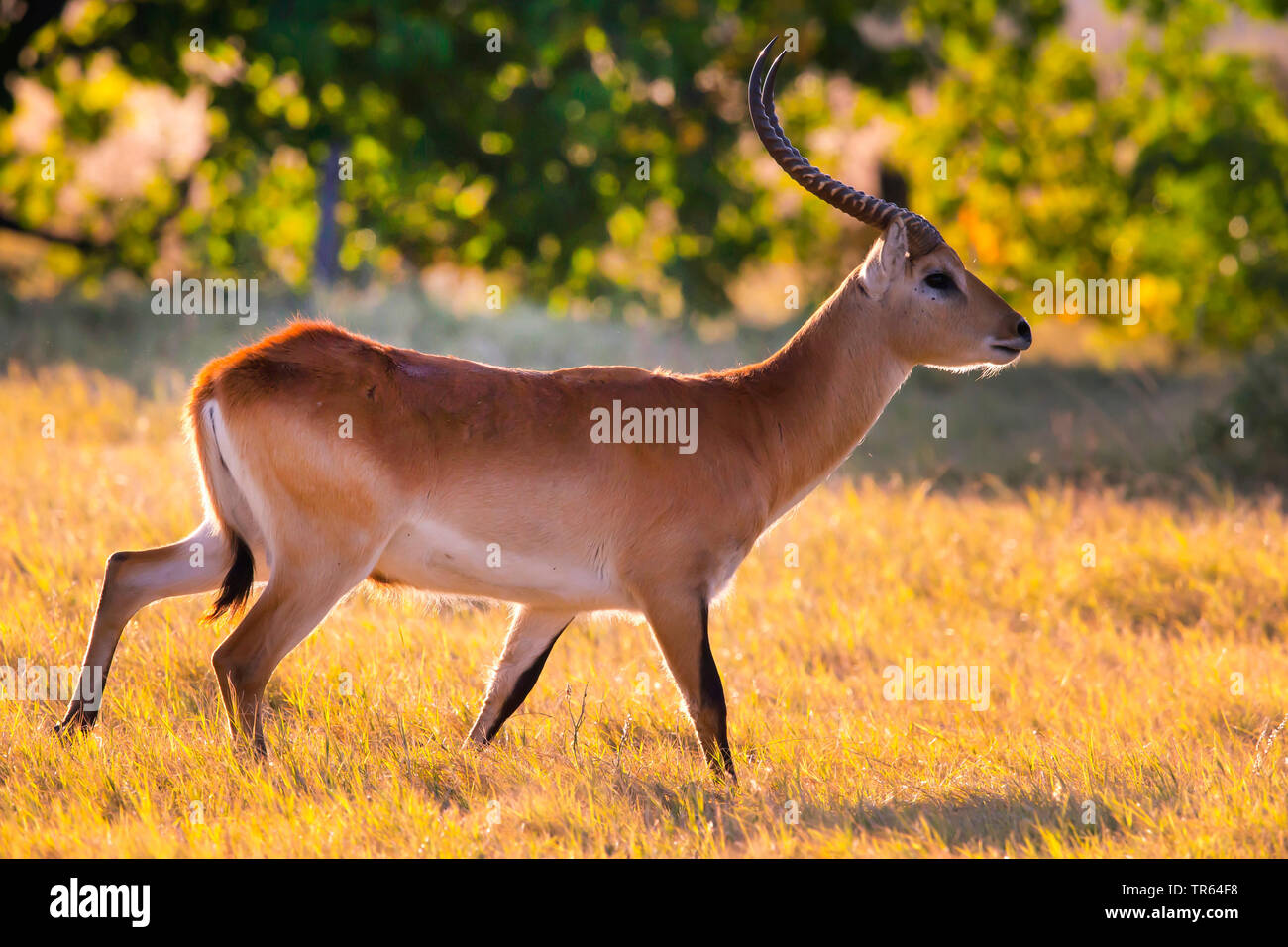 Litschi (Kobus leche), Sicherung der männlichen, Botswana, Okawango Delta Stockfoto