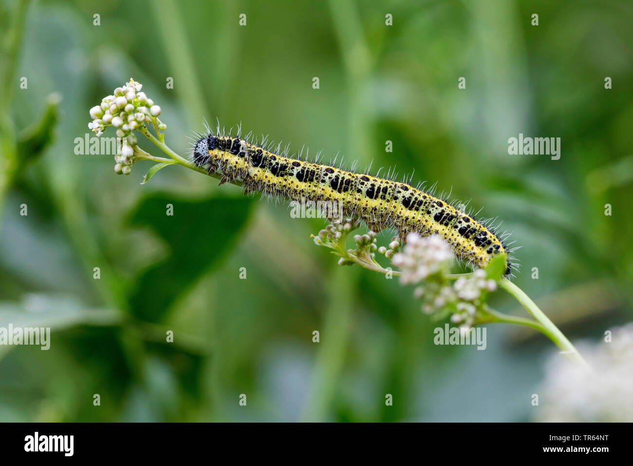 Große weiße (Pieris brassicae), Caterpillar an einem Stengel, Seitenansicht, Deutschland Stockfoto