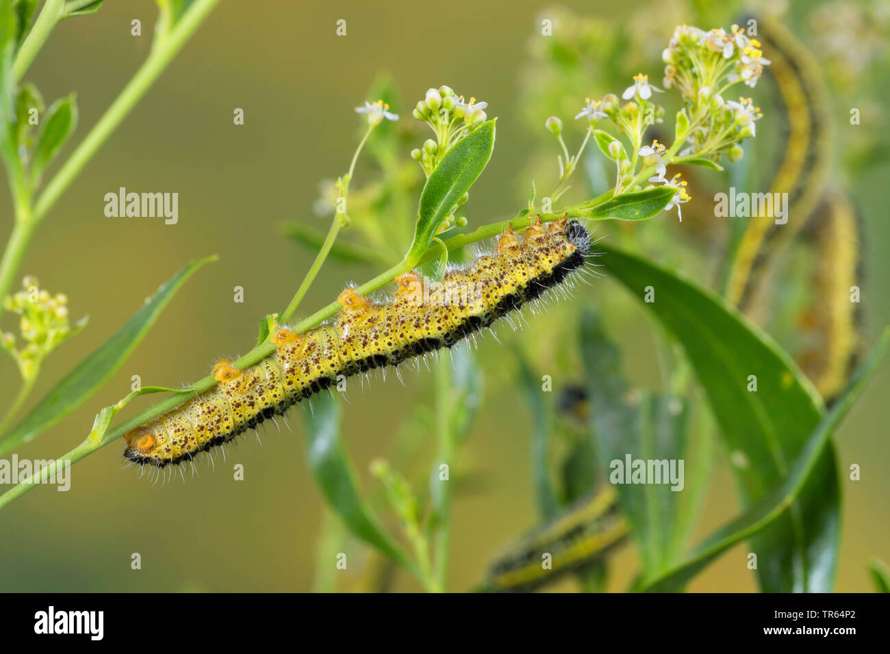 Große weiße (Pieris brassicae), Caterpillar an einem Stengel, Seitenansicht, Deutschland Stockfoto