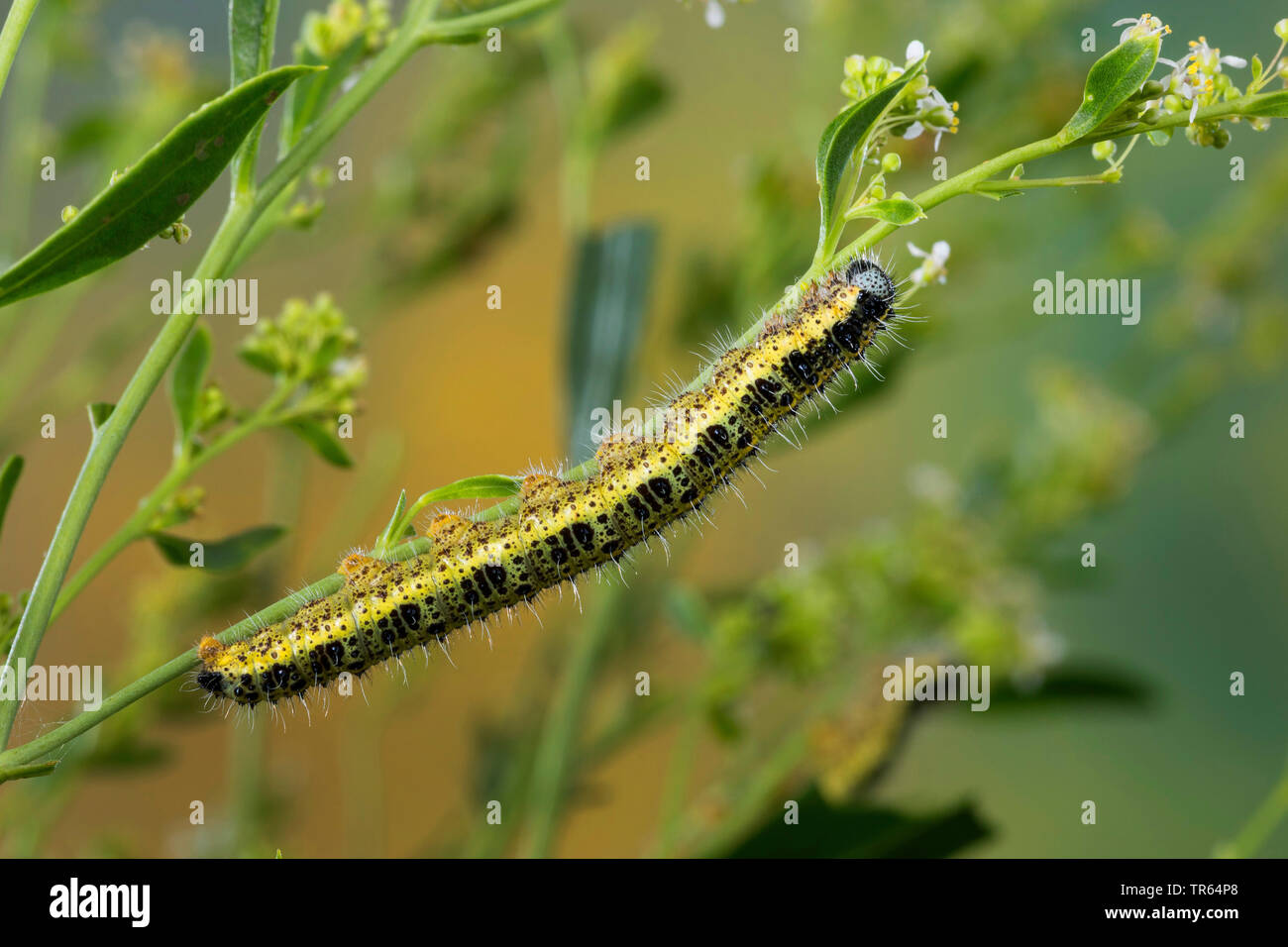 Große weiße (Pieris brassicae), Caterpillar an einen Stiel, Deutschland Stockfoto