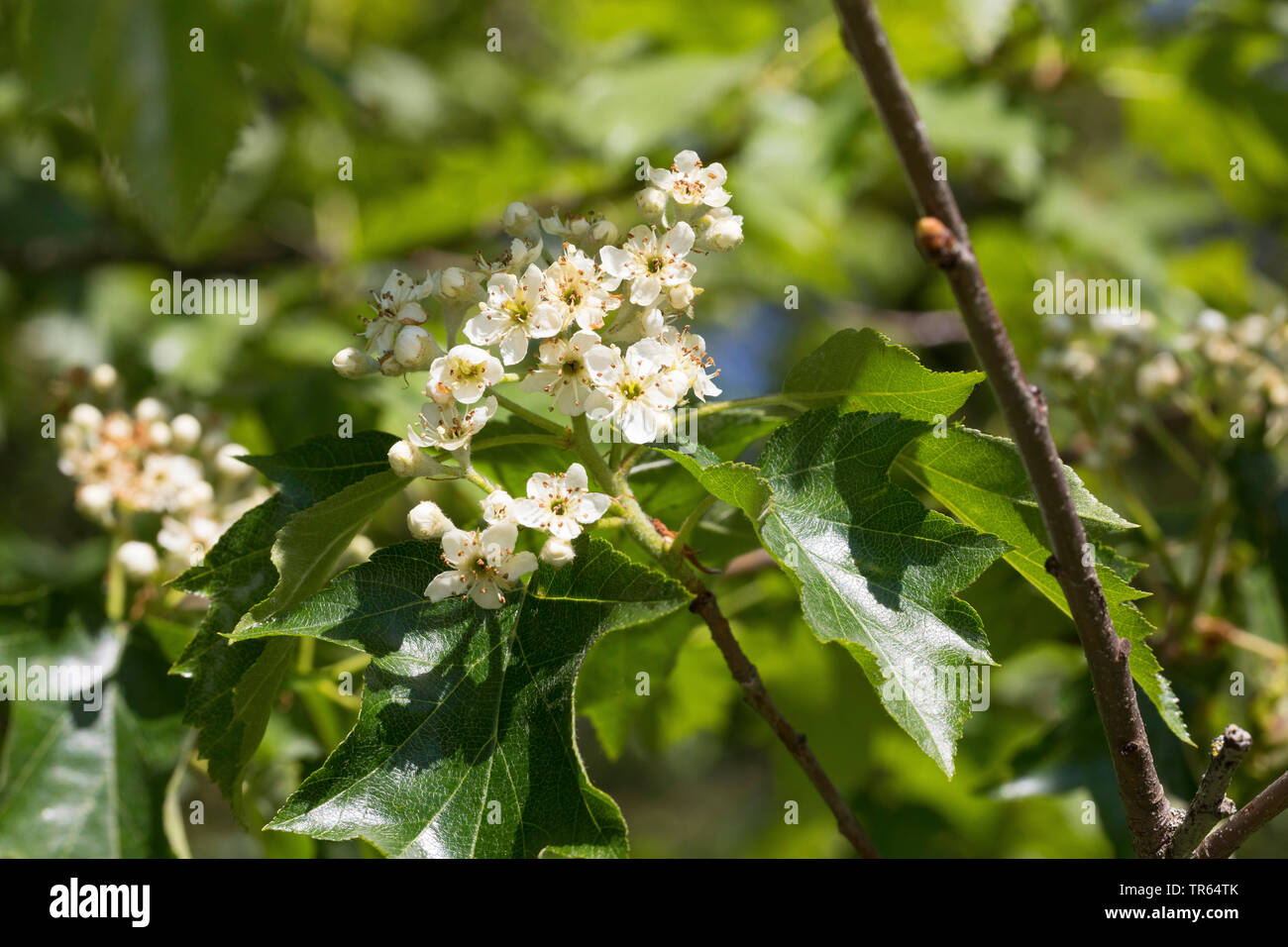 Wild service Baum (Sorbus torminalis), blühender Zweig, Deutschland Stockfoto