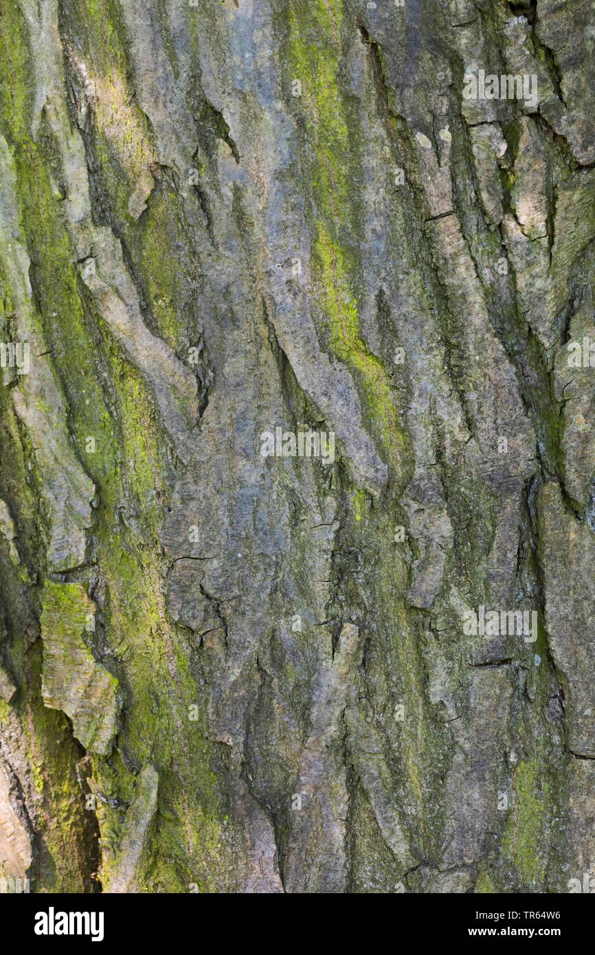 gemeinsamen Hainbuche, Europäische Hainbuche (Carpinus Betulus), Rinde, Deutschland Stockfoto