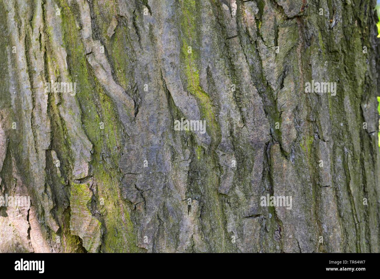 gemeinsamen Hainbuche, Europäische Hainbuche (Carpinus Betulus), Rinde, Deutschland Stockfoto