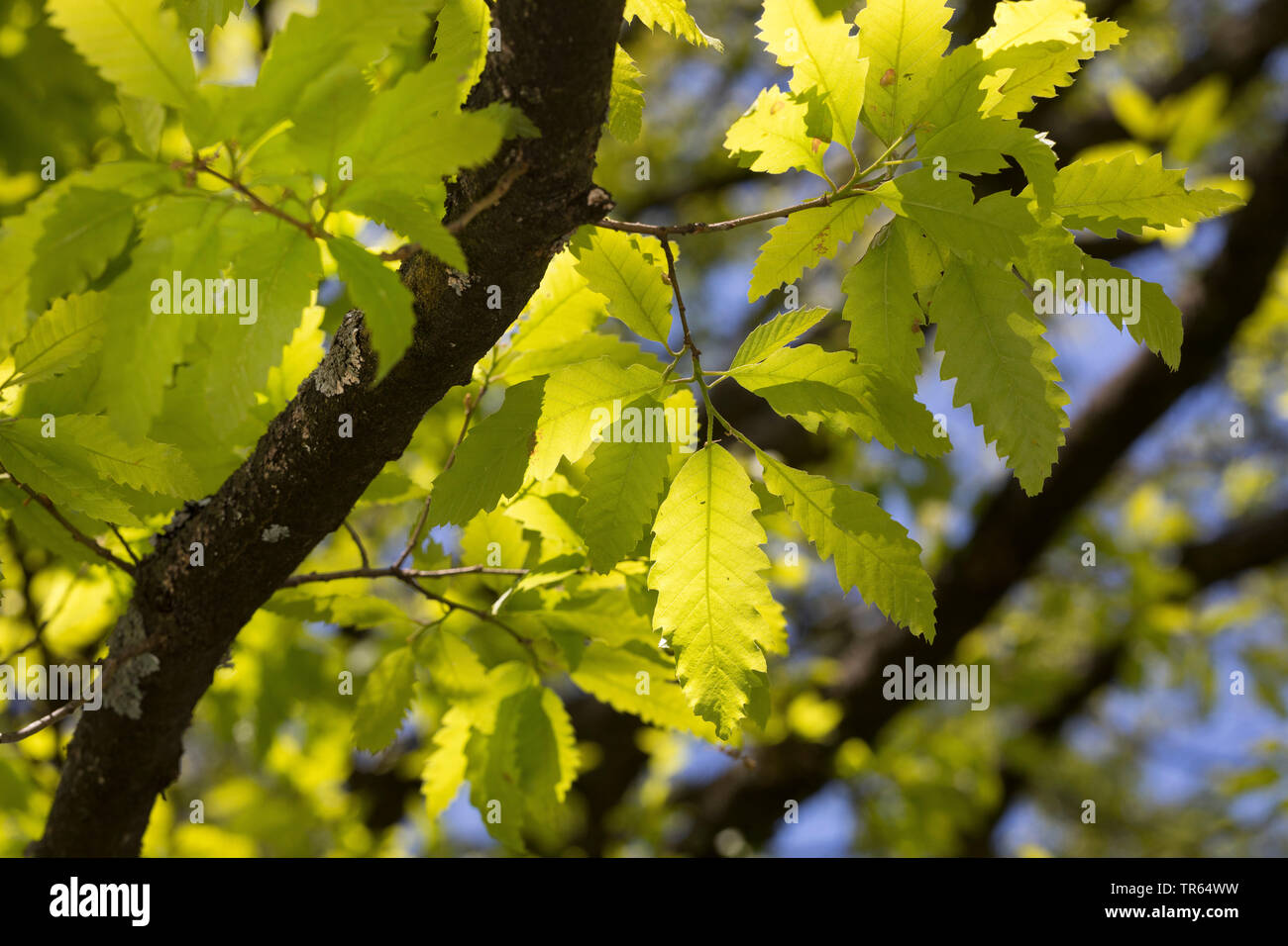 Libanon Eiche (Quercus libani, Quercus vesca), Zweigniederlassung in Hintergrundbeleuchtung Stockfoto