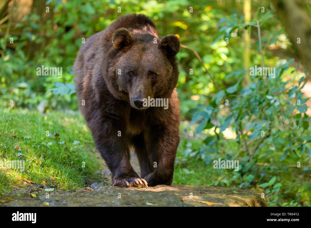 Europäische Braunbär (Ursus arctos arctos), Ansicht von vorne, Deutschland, Baden-Württemberg Stockfoto