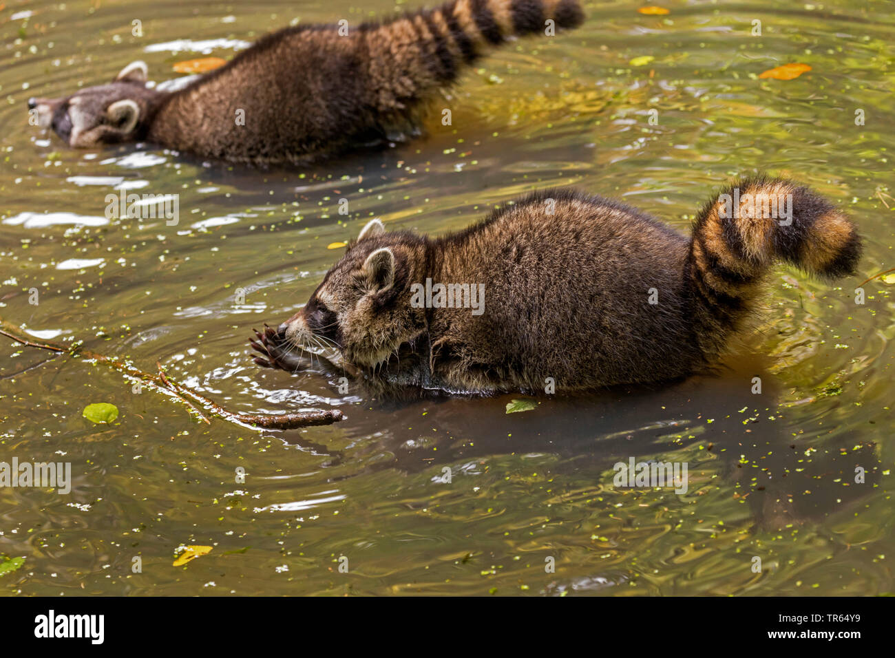 Gemeinsame Waschbär (Procyon Lotor), im flachen Wasser, Seitenansicht, Deutschland, Baden Württemberg Stockfoto