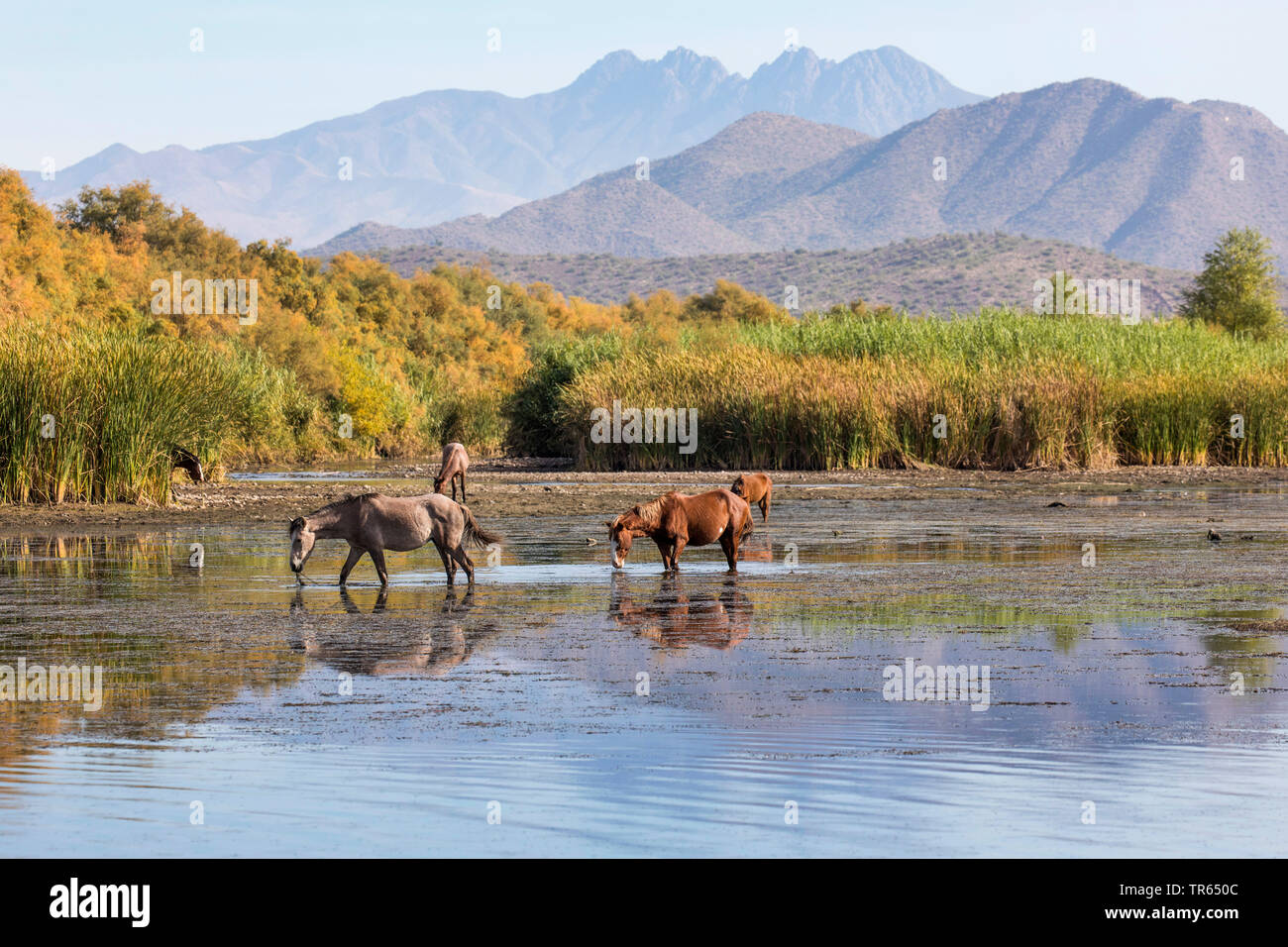 Inländische Pferd (Equus spec.), Wilde mustangs Fütterung Wasserpflanzen im flachen Wasser nach langer Trockenheit, frei erkundbare Pferd, USA, Arizona, Phoenix, Salt River Stockfoto
