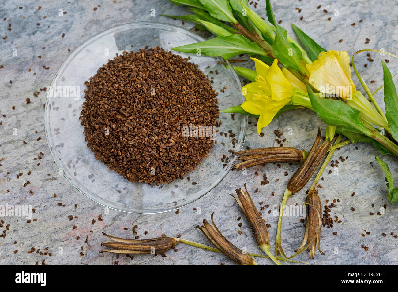 Gemeinsame Nachtkerze (Oenothera biennis) Samen in eine Schüssel, Produktion einer Nachtkerzenöl, Deutschland Stockfoto